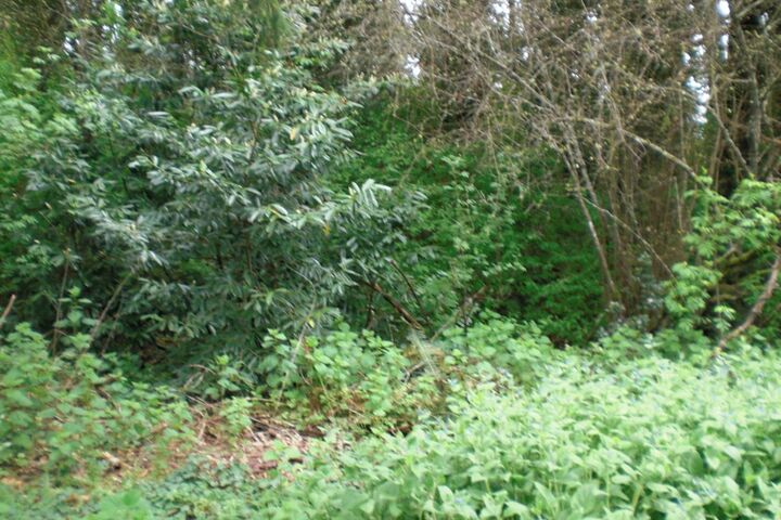 302 Victor Rd  Belfair WA 98528 photo