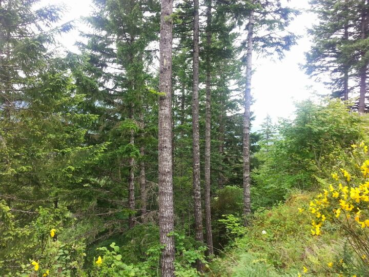 Property Photo:  0 Alpine Dr  WA 98361 