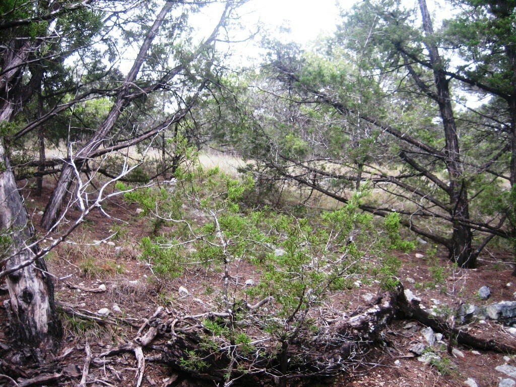 Property Photo:  6409 Deer Run  TX 78645 