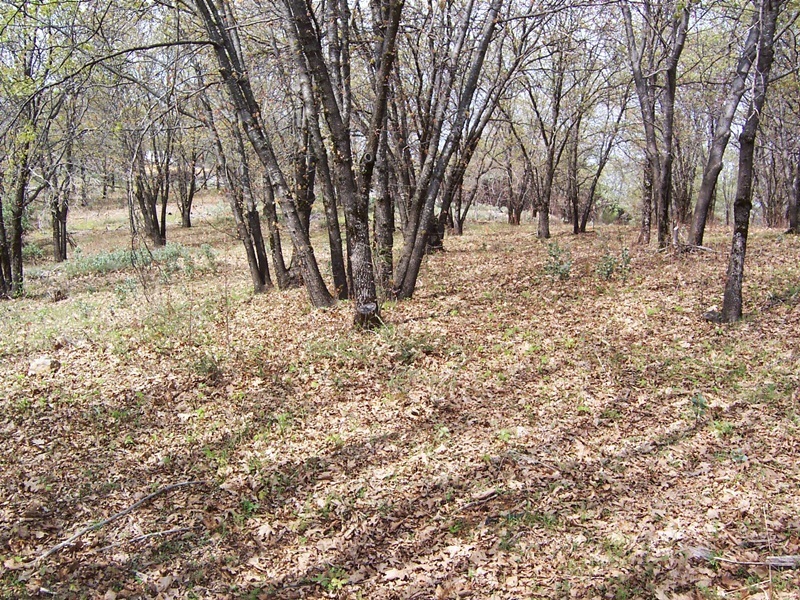 20 Ac Seaman Gulch  Bella Vista CA 96008 photo