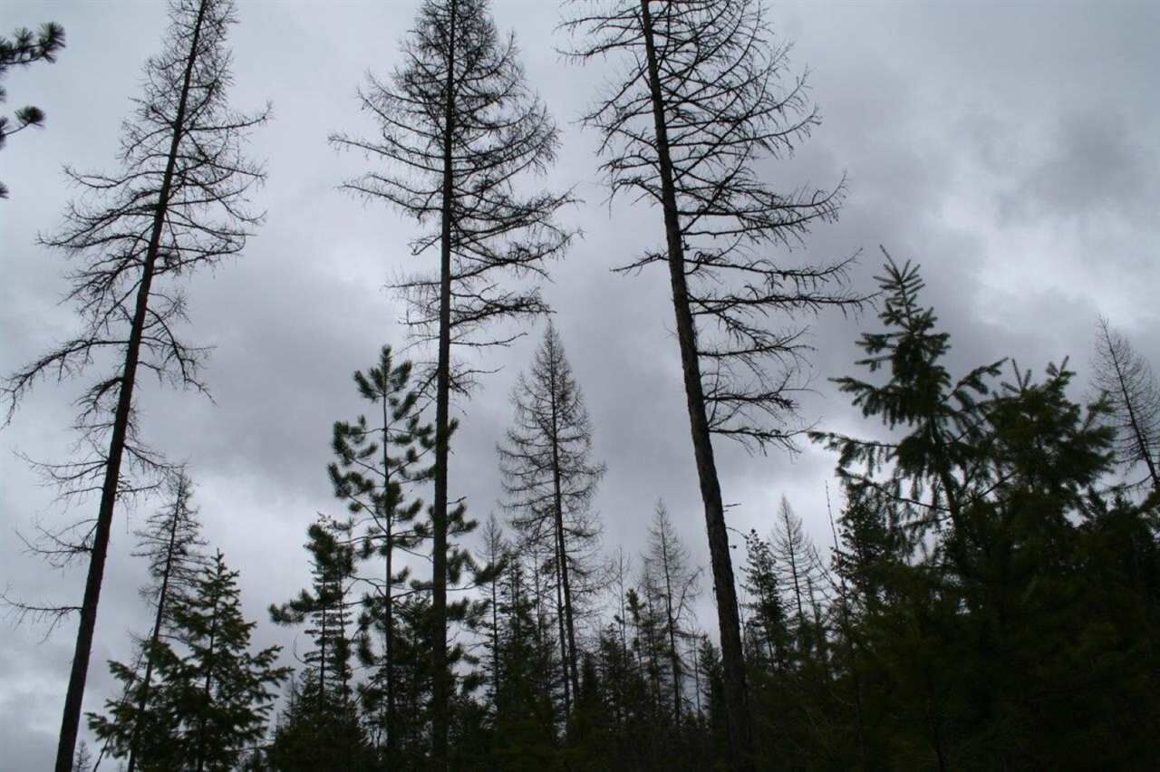 Property Photo:  Xx Kirkpatrick Rd  WA 99009 