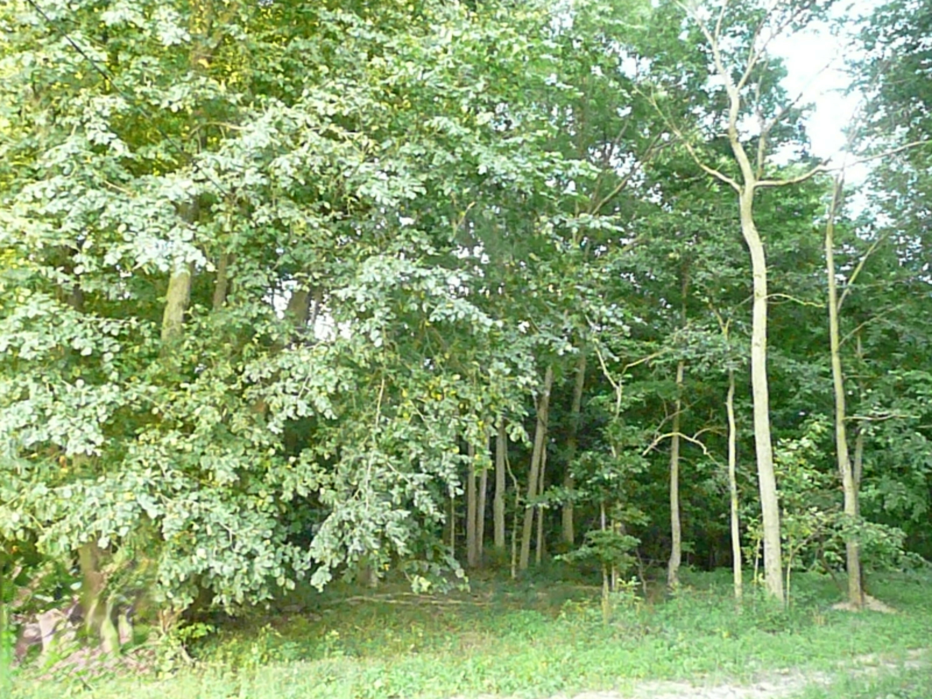 Property Photo:  66001 Calvin Center Road  MI 49031 