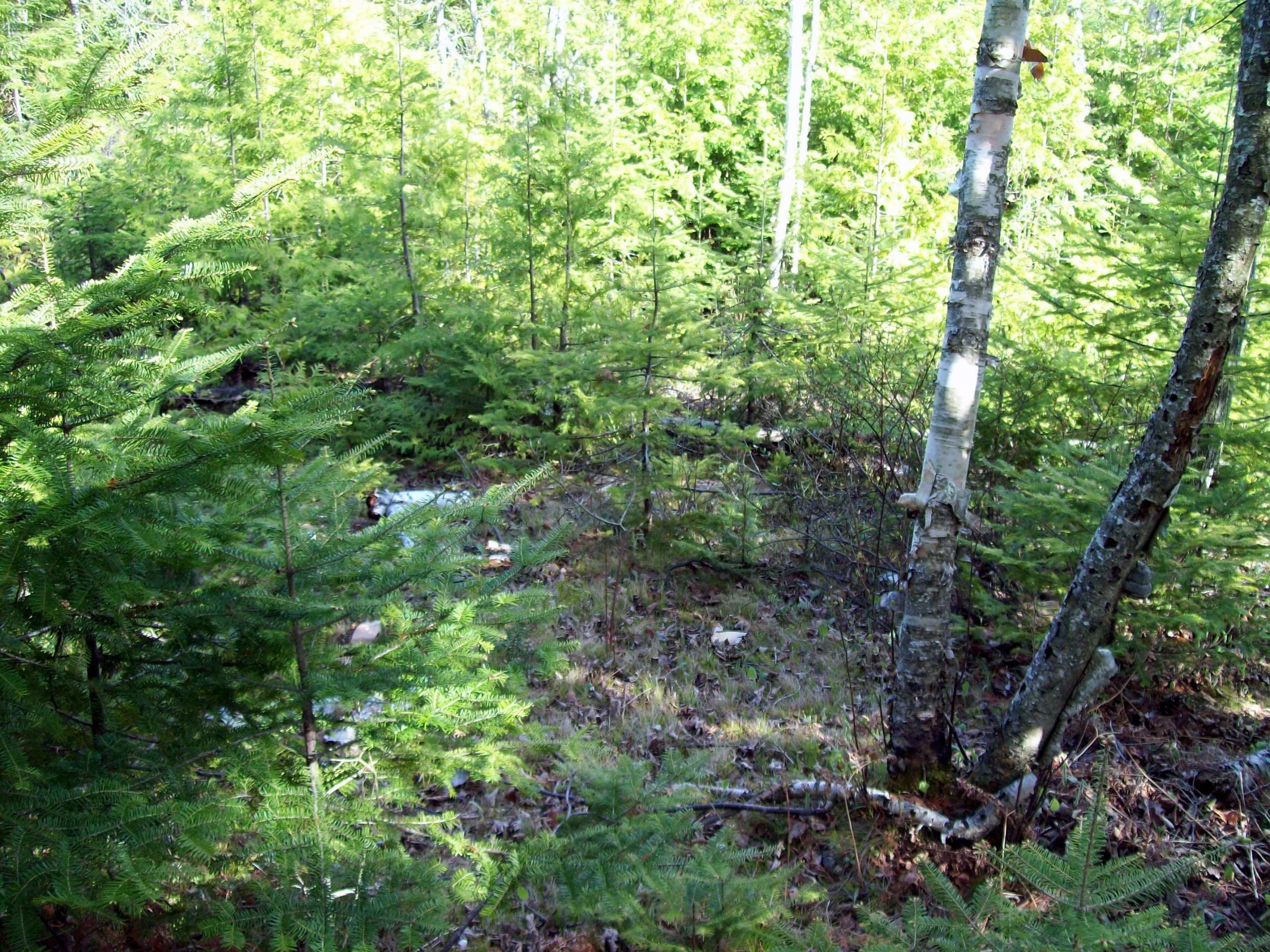 Property Photo:  000 N Caribou Lake Road  MI 49725 