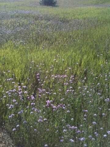 Property Photo: 7022 Rolling Meadow Lot #10 MI 49740