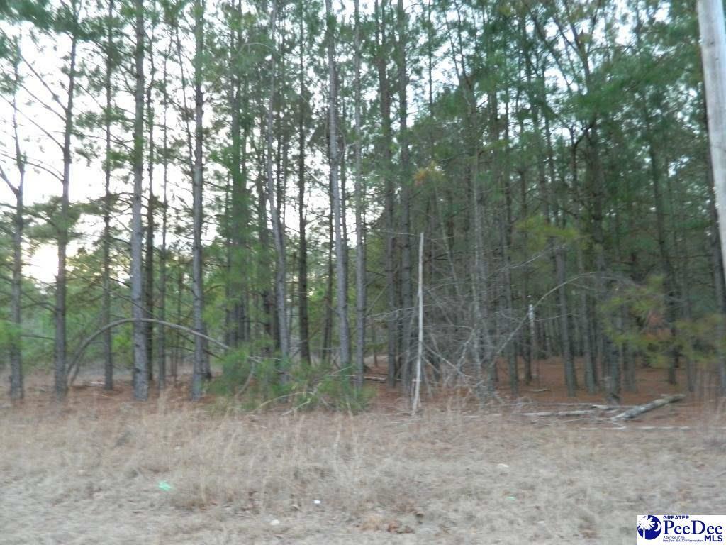 Tbd Francis Marion Road  Pamplico SC 29583 photo