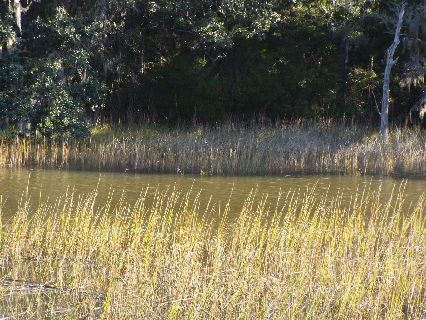 Property Photo:  0 Rookery Lane  SC 29414 