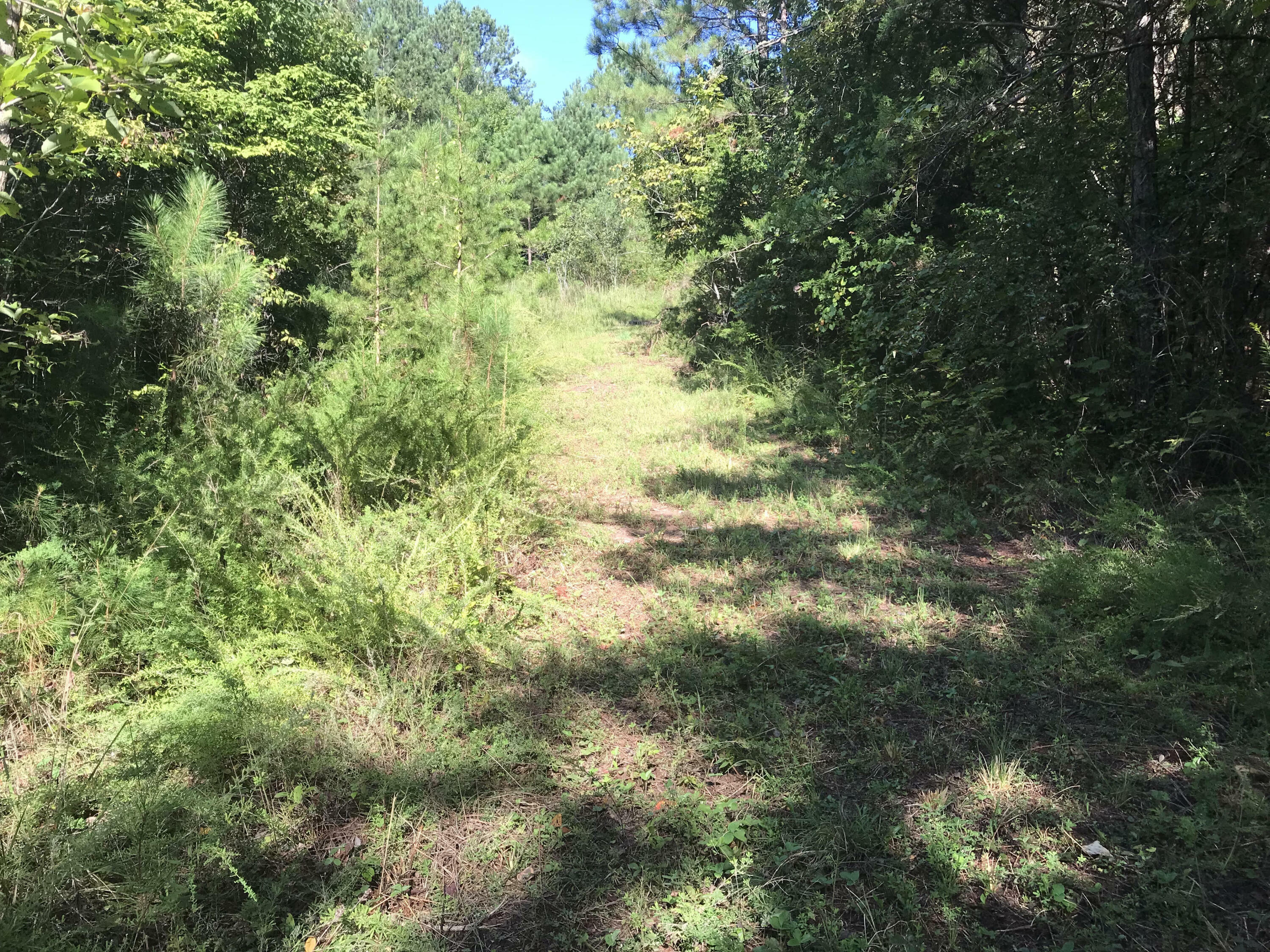 Property Photo:  39.9 Ac.  Boiling Springs Rd.  TN 37885 