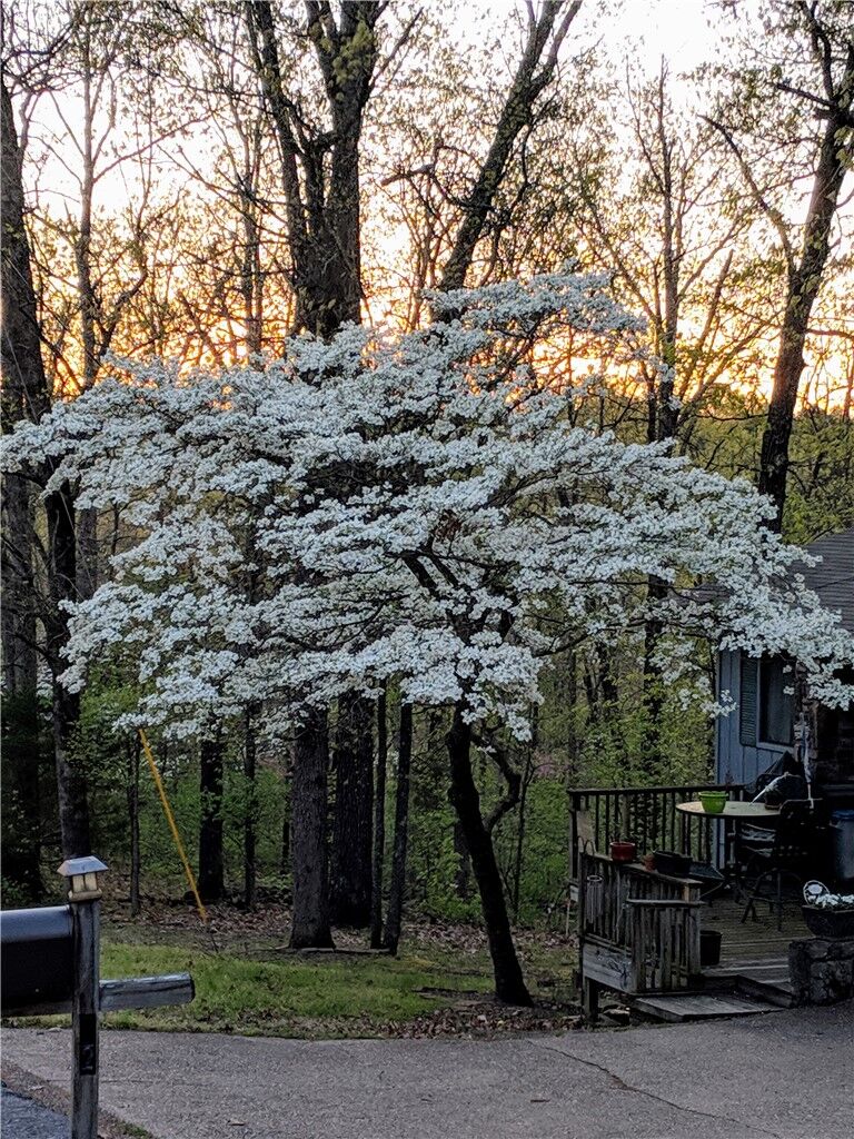 Property Photo: 52 Dewsbury Drive AR 72714