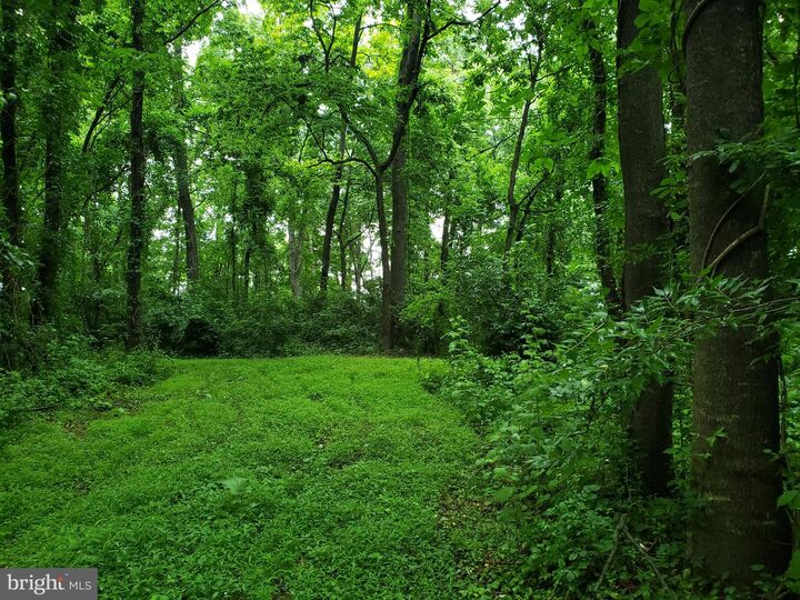 Carters Line Rd  White Post VA 22663 photo