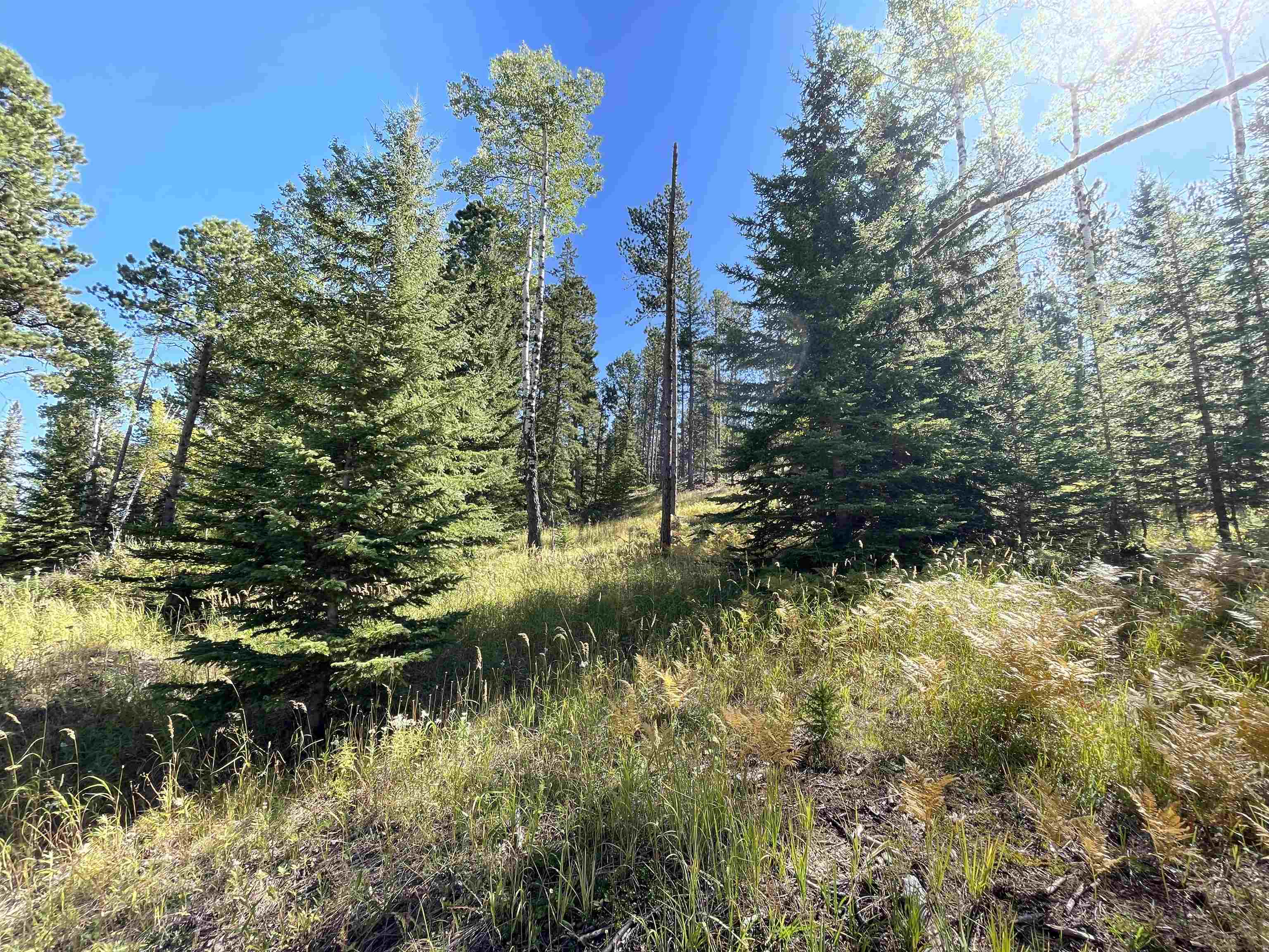 Property Photo:  Lot 39 Woodland Springs Road  SD 57754 