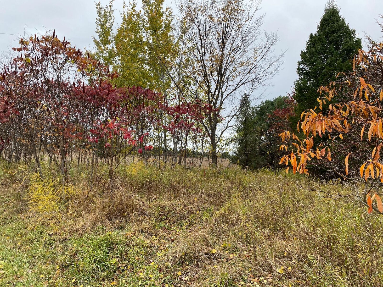 Property Photo:  B 102nd Avenue  MI 49056 