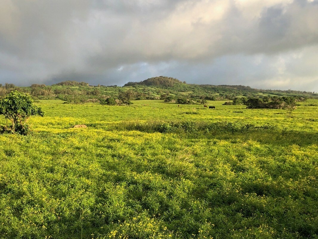 56-2839 Honoipu Puuhue Rd  Hawi HI 96719 photo