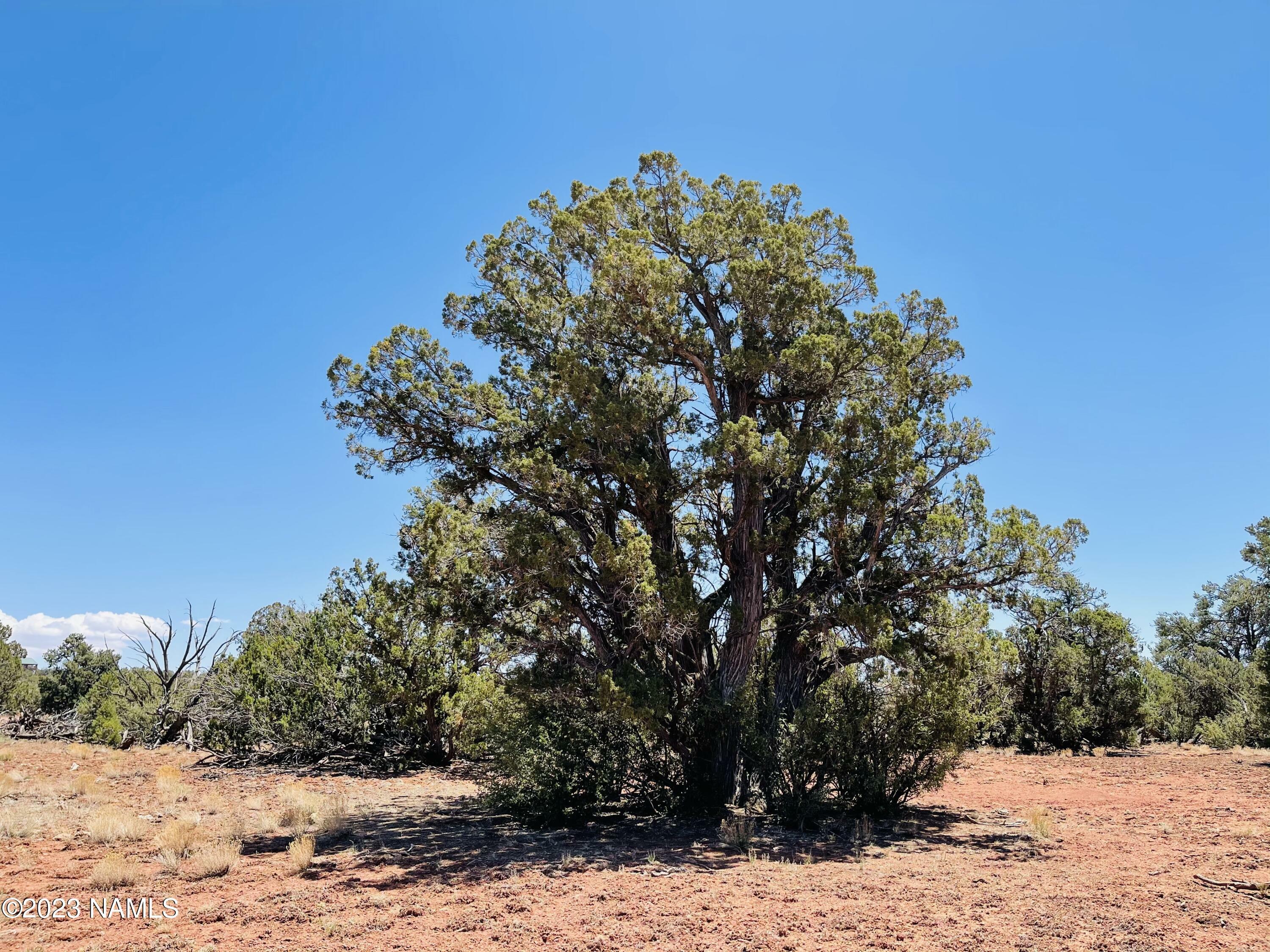 Property Photo:  9558 Bird Dog Circle  AZ 86046 