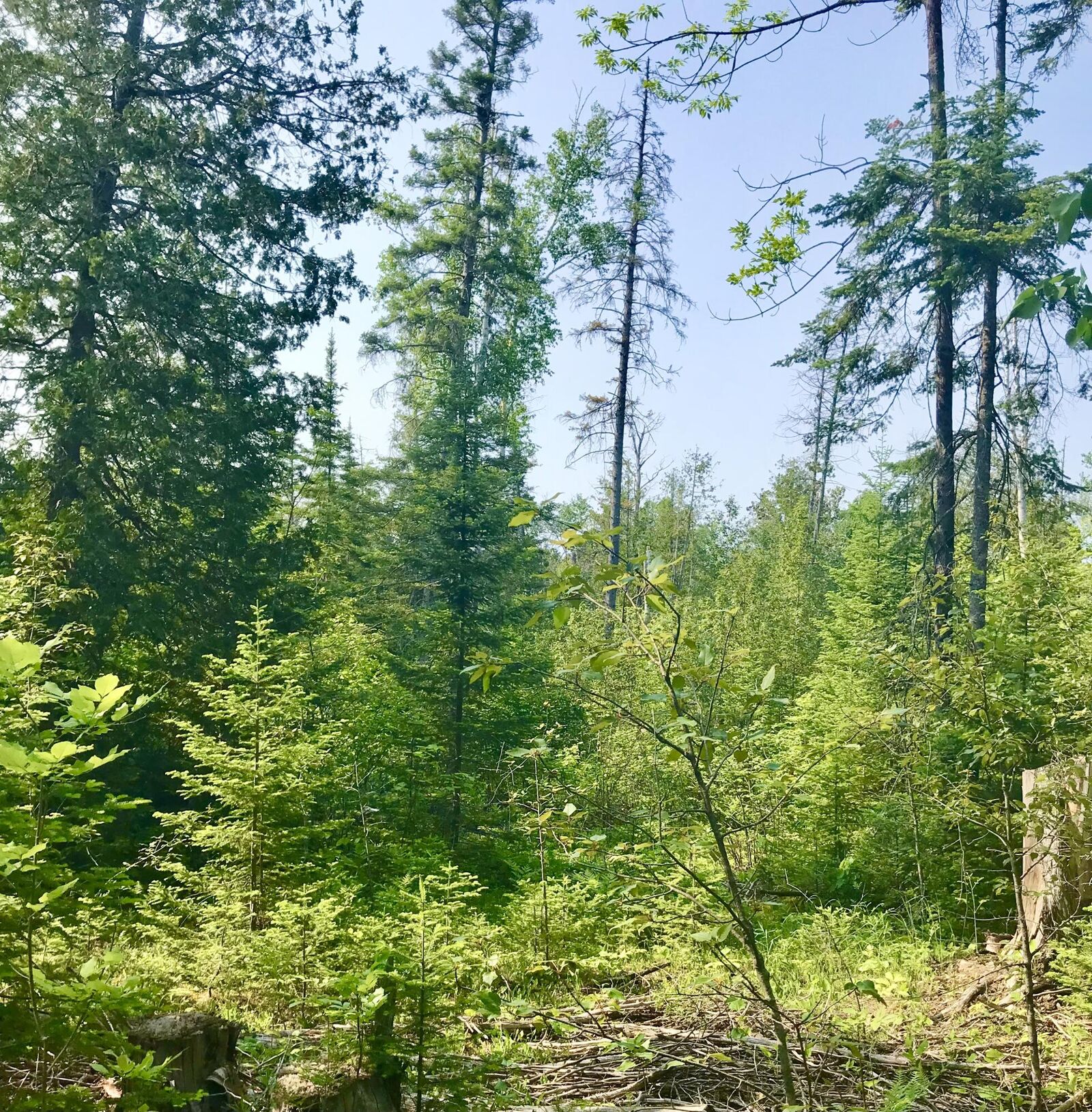 Property Photo:  Tbd E Gogomain Rd  MI 49774 