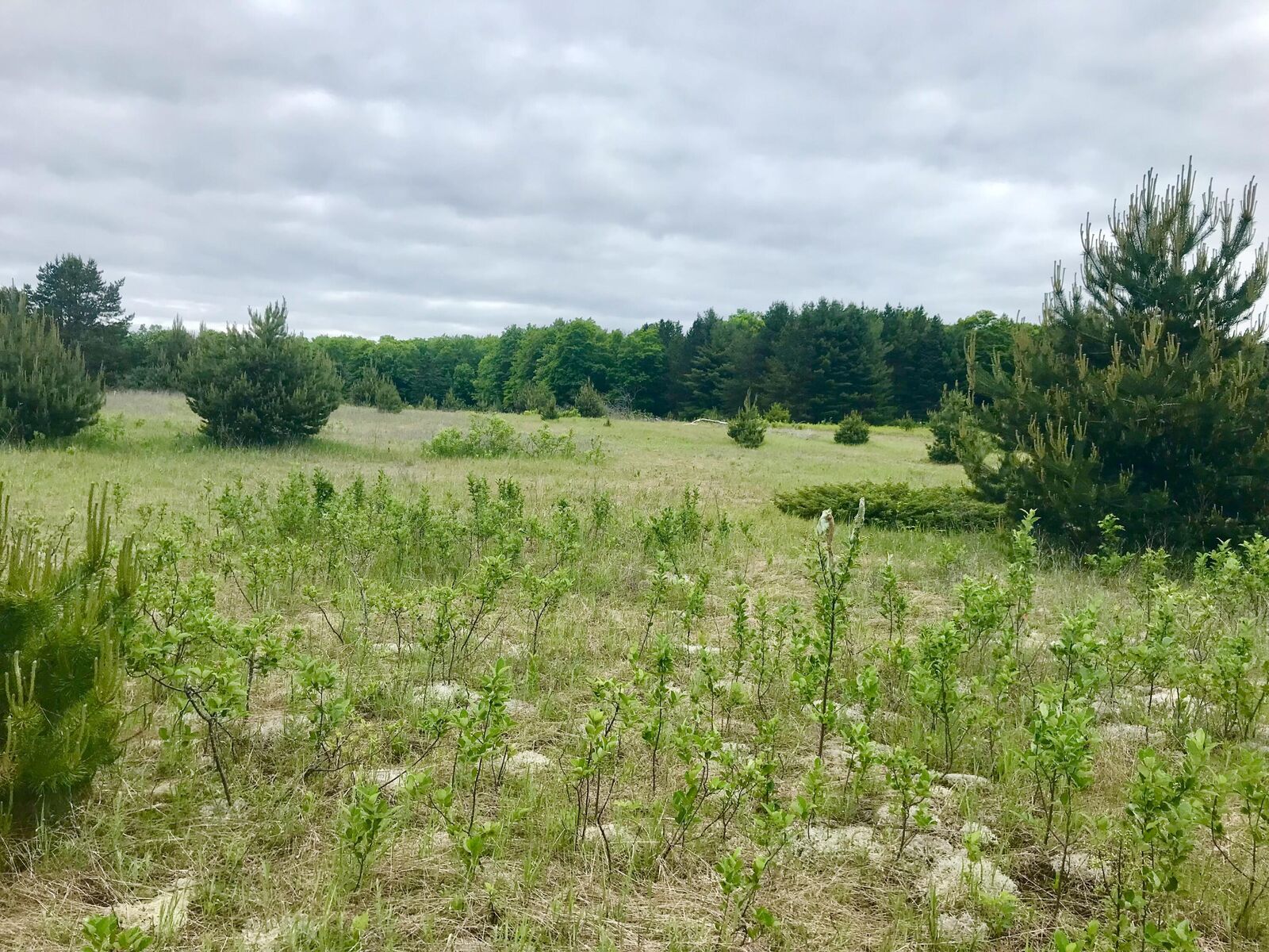 Property Photo:  14823 E South Caribou Lake Rd  MI 49725 