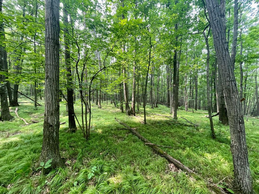 Property Photo:  Parcel A Altay Rd  NY 14878 