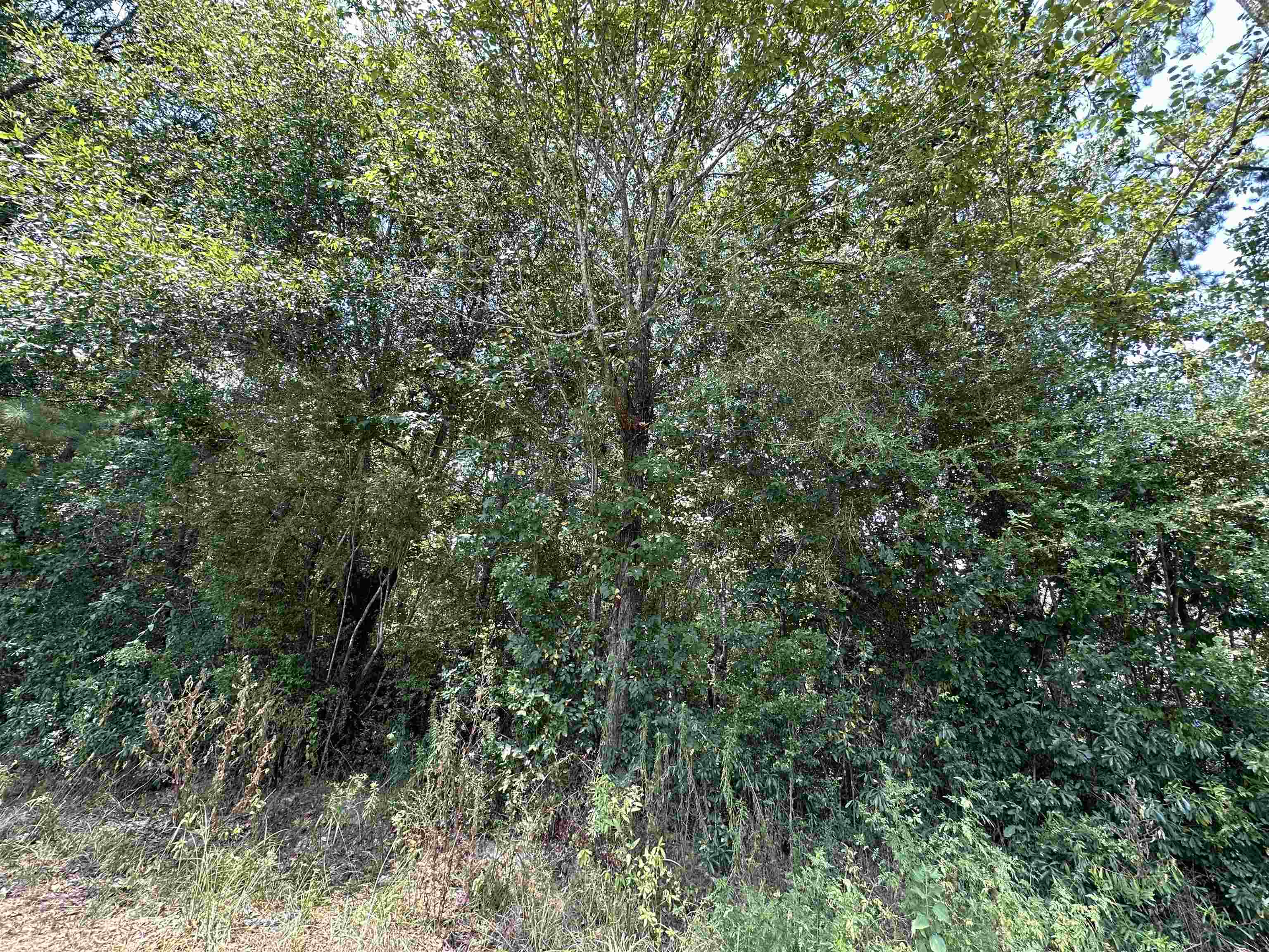 Property Photo:  Lot 4 Oleander  TX 77657 