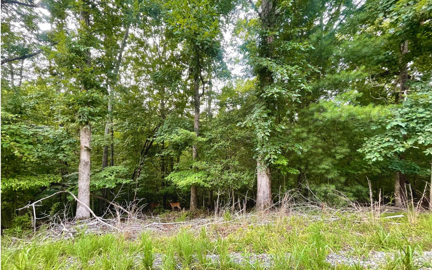 Property Photo: Lot Maize Court GA 30540