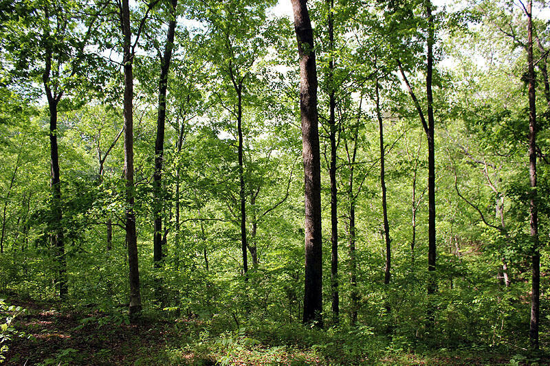 Property Photo:  Lot 15 The Village At Laurelwood  KY 42544 