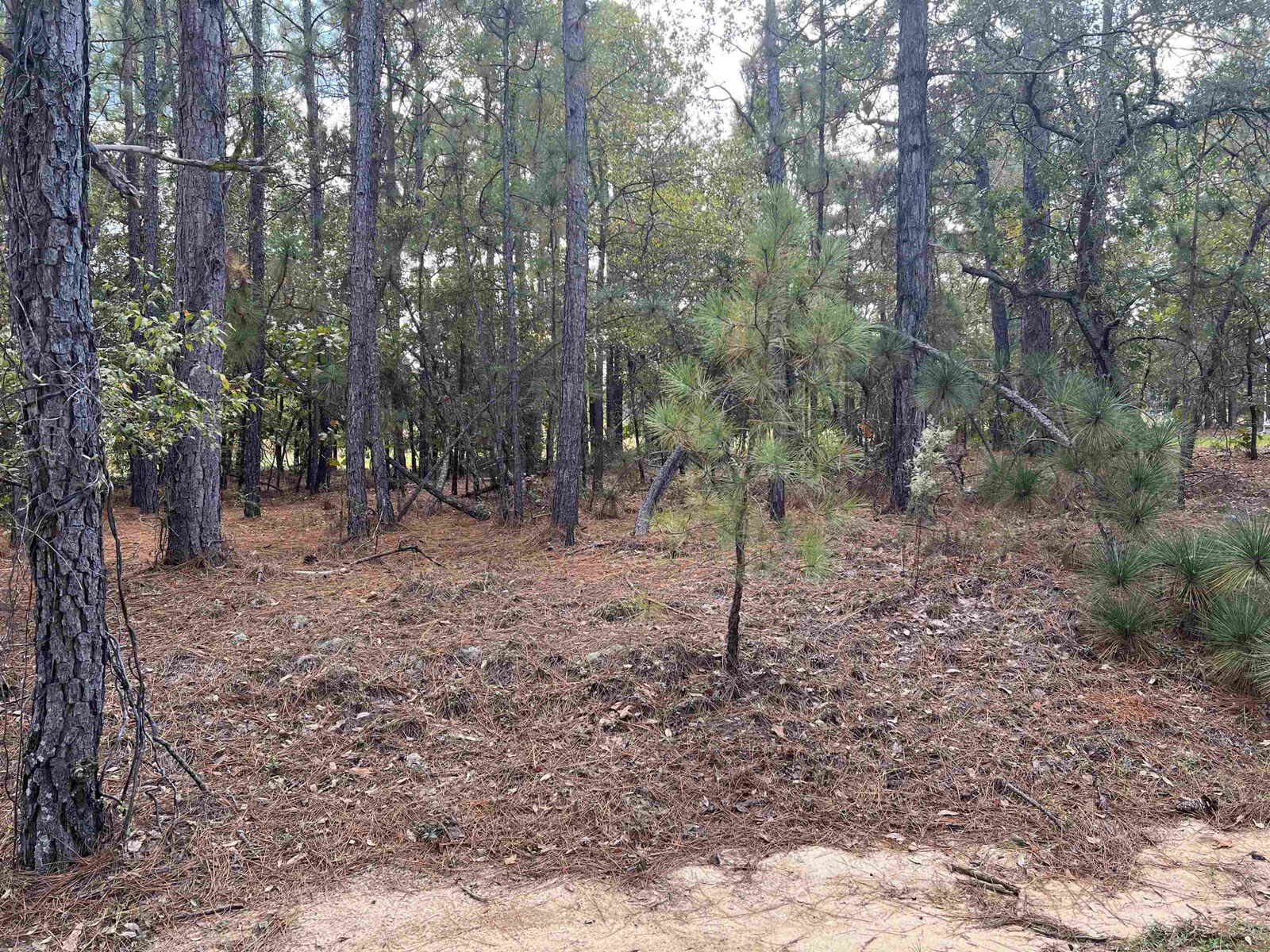 Property Photo: 536 Bald Eagle Drive NC 28394