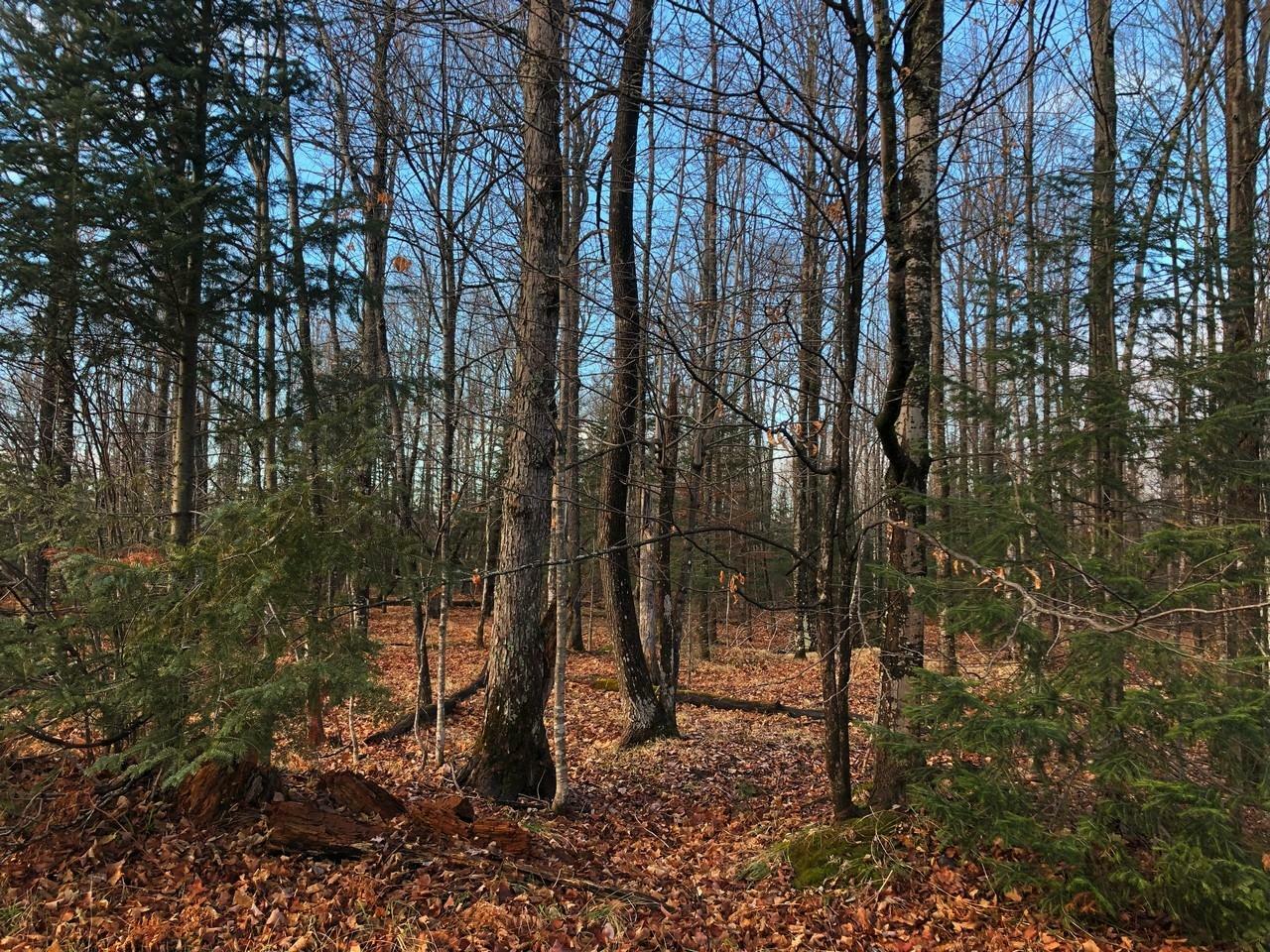 Property Photo:  Lot 21 Redwood Dr  WI 54547 