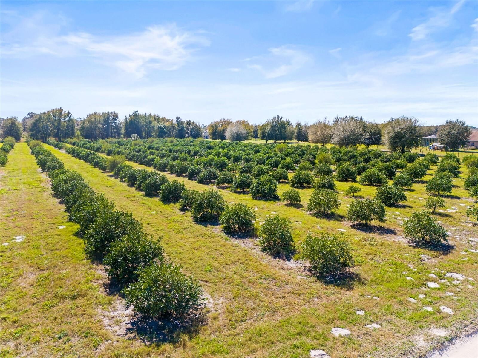 Property Photo: 35538 Fairview Heights Road FL 33541