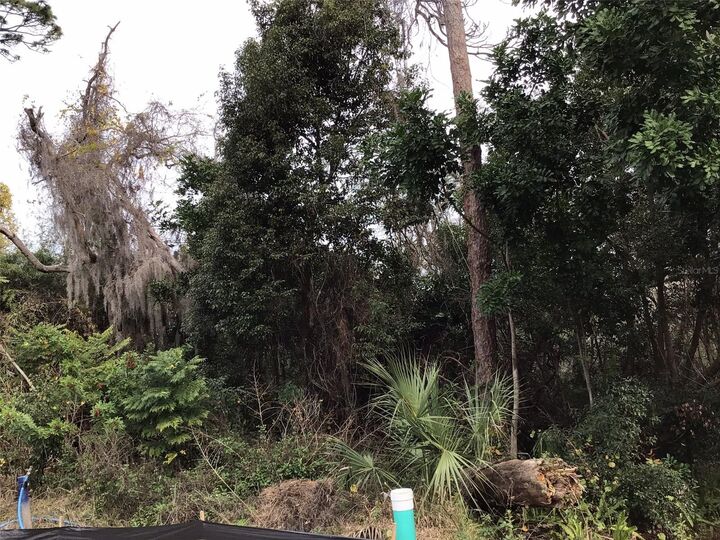 Property Photo:  1305 Almaria Court  FL 34683 