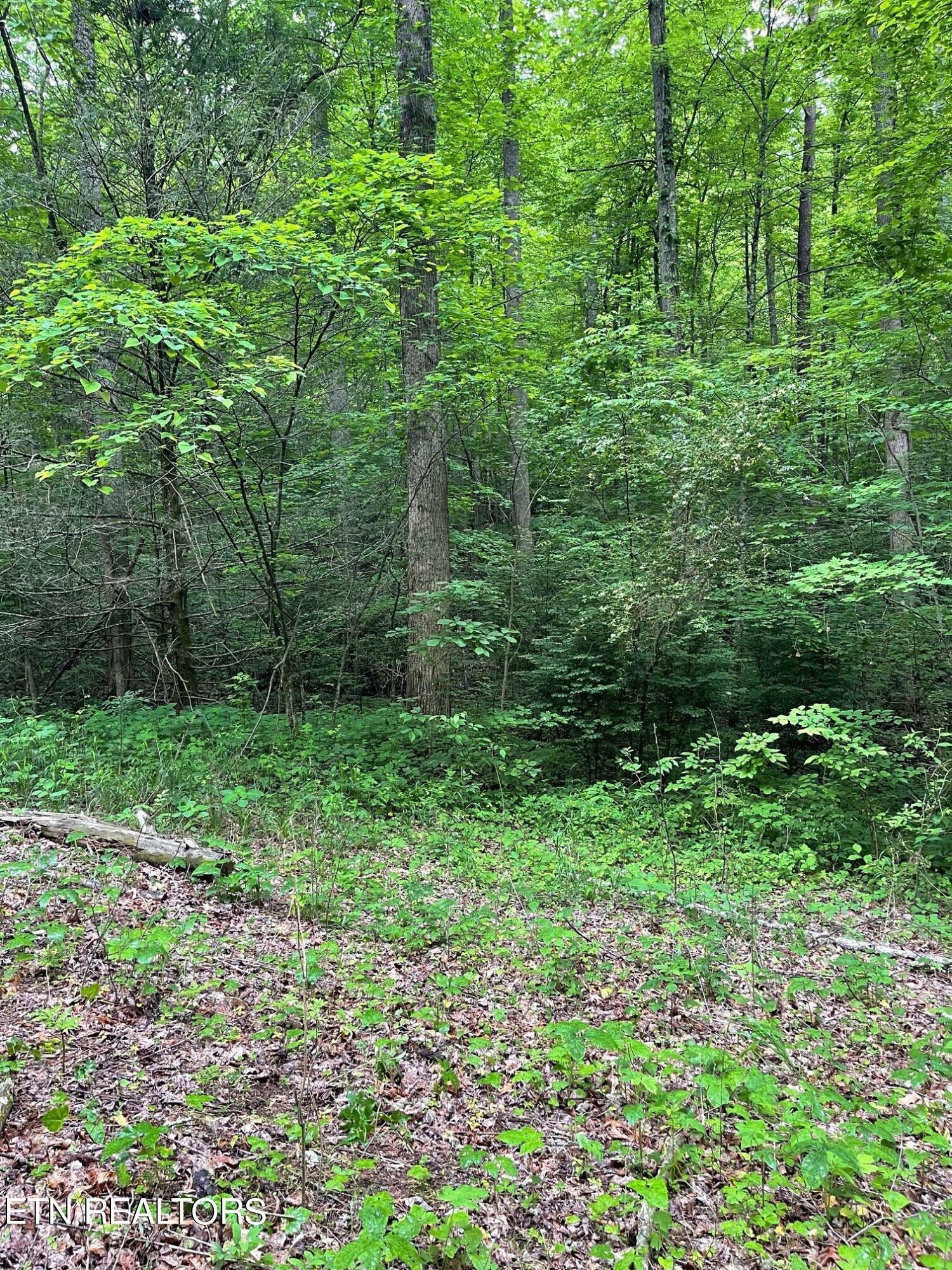 Property Photo:  Lot 2 Old Cades Cove Rd  TN 37882 