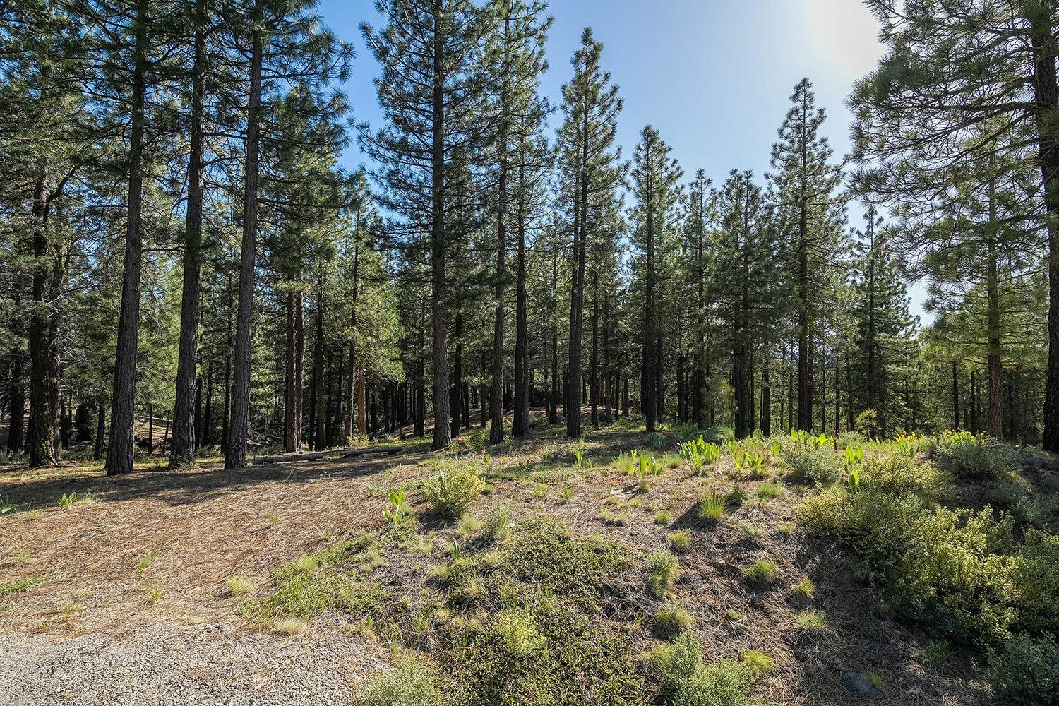 Property Photo:  924 Dancing Bears  CA 96106 