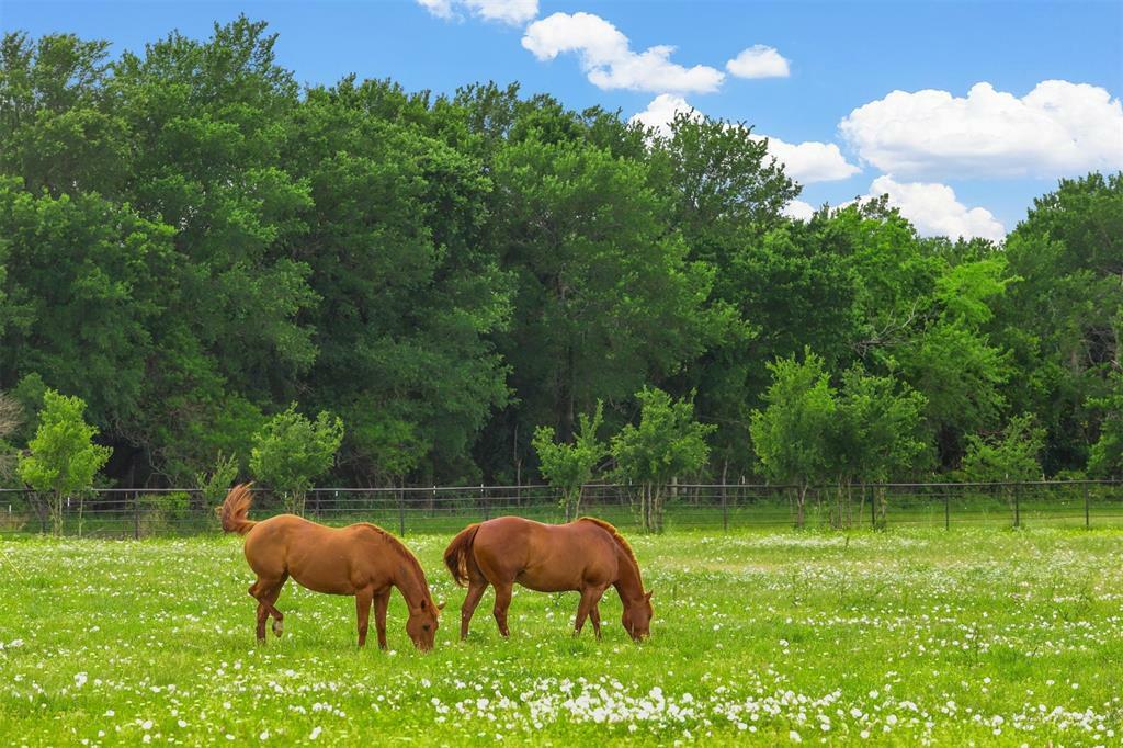 11794 County Road 632  Blue Ridge TX 75424 photo