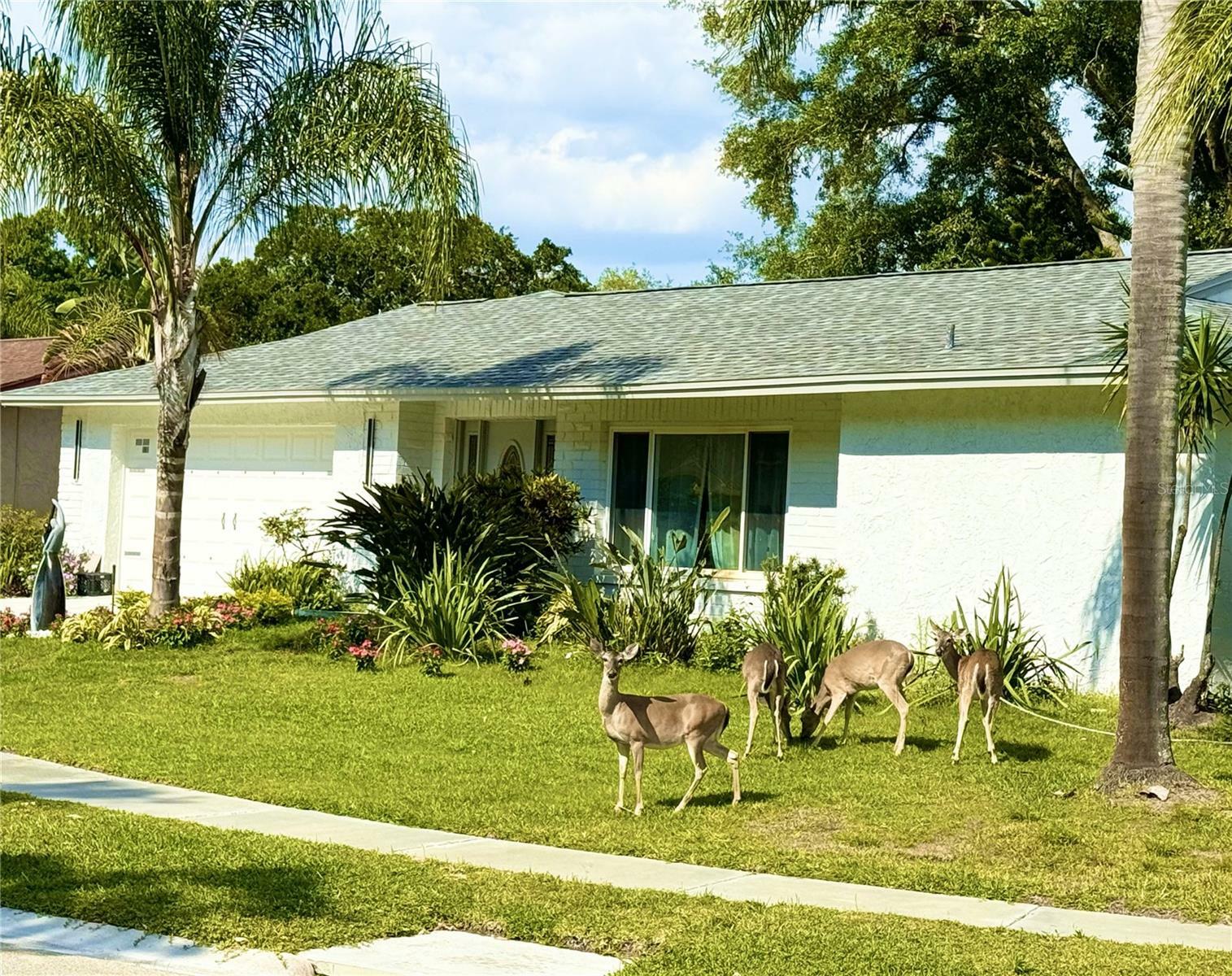 Property Photo:  1137 Lanyard Street  FL 34685 