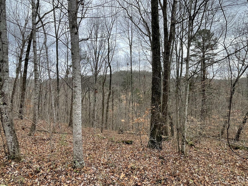 Property Photo:  Lot 20 Haynes Knob Road  KY 42501 