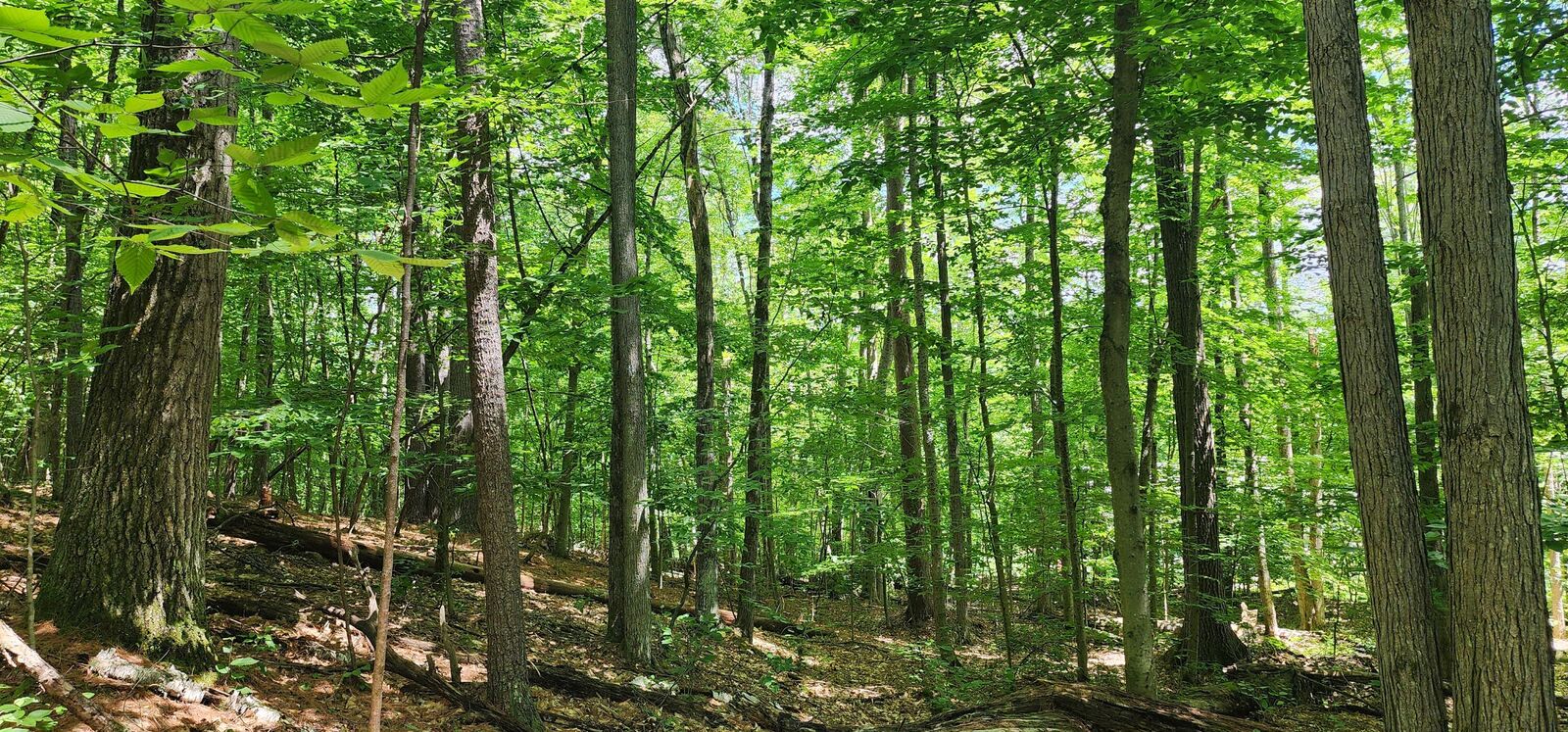 Property Photo:  0 Fern Lane  NY 12941 