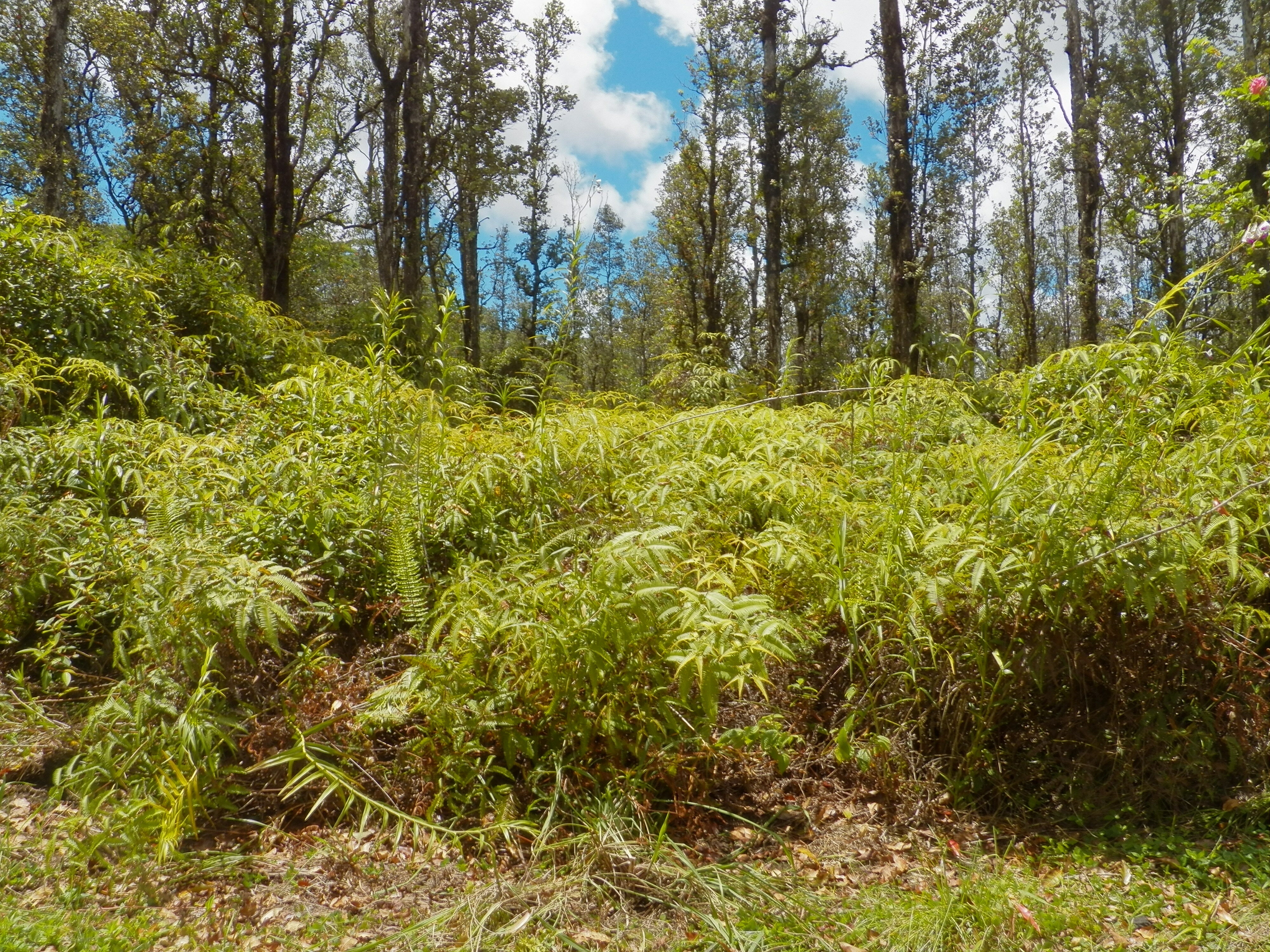 Property Photo:  Road G (Wao Kele)  HI 96760 