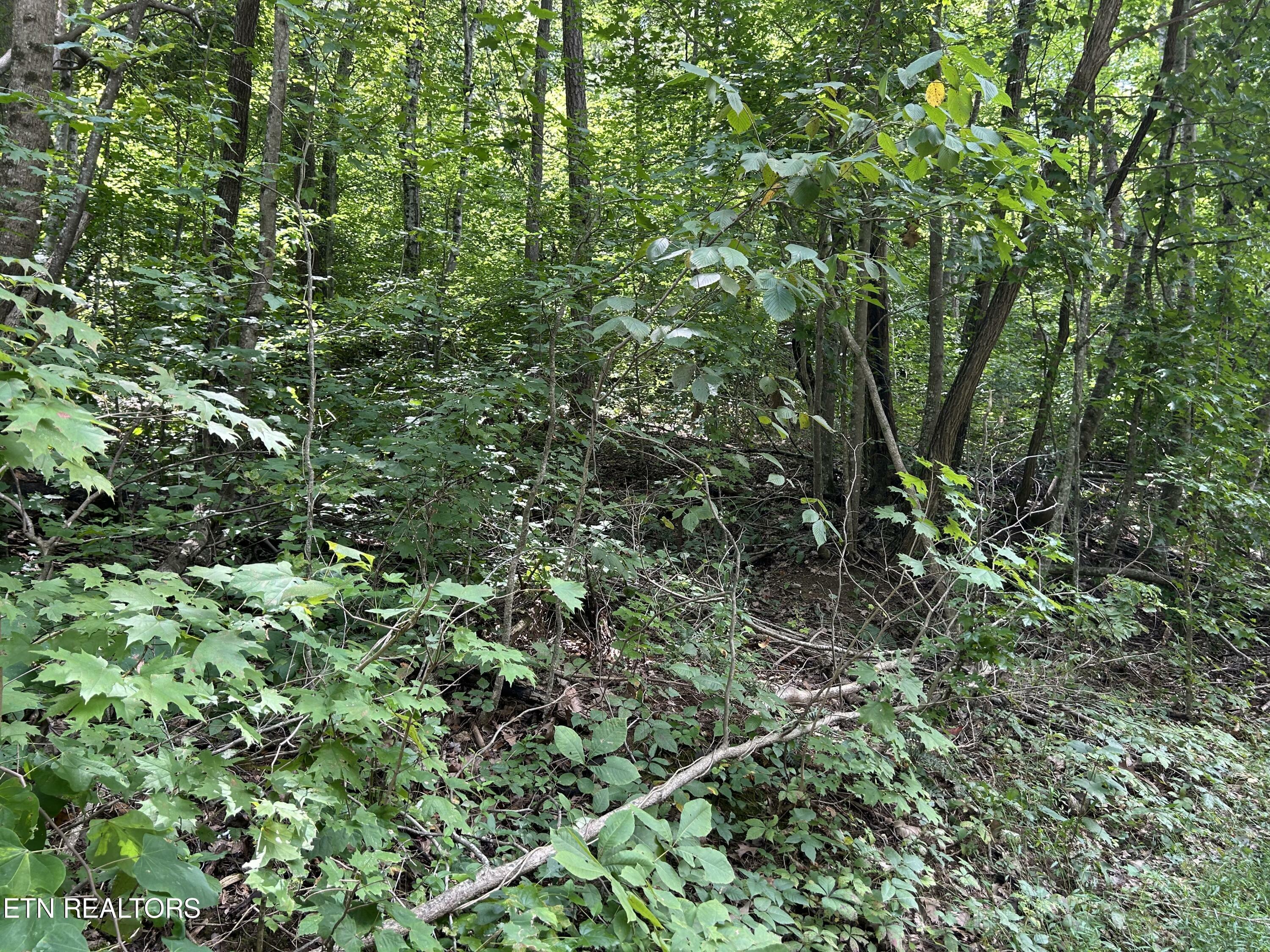 Property Photo:  Pearl Lot 20 Lane  TN 37807 