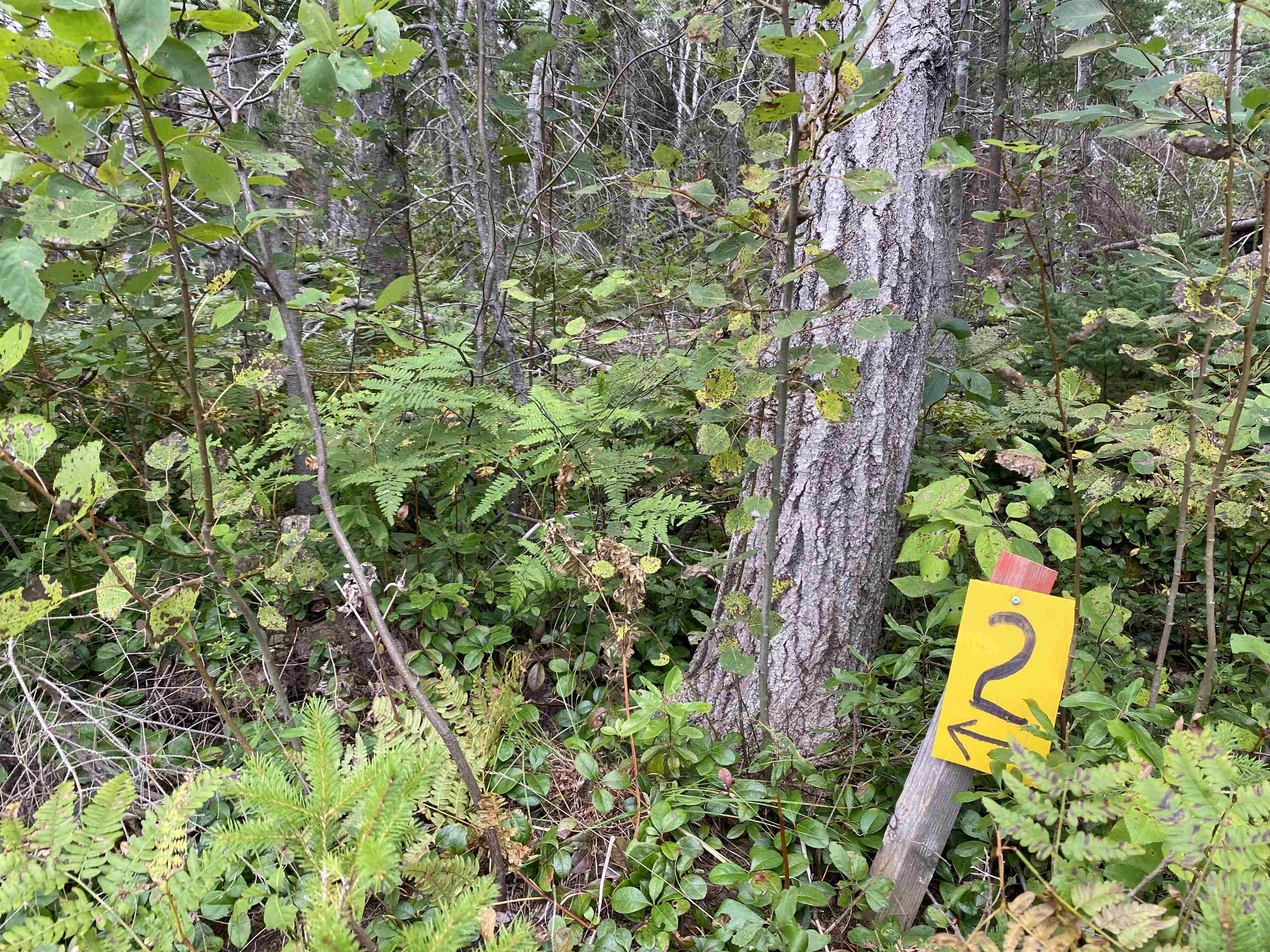 Photo de la propriété:  Lot 2 Floating Bridge Road  PE C0A 1W0 