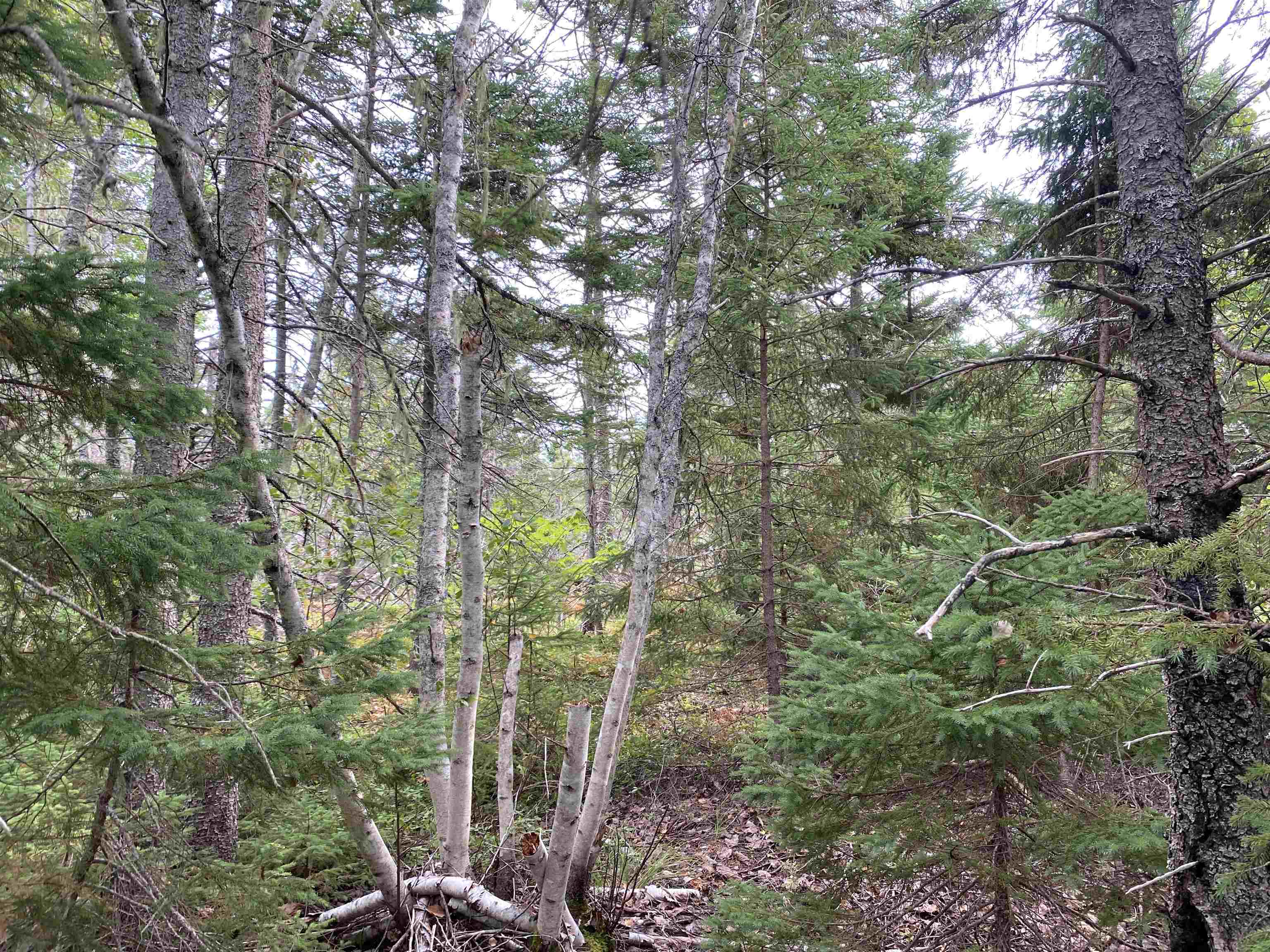 Photo de la propriété:  Lot 3 Floating Bridge Road  PE C0A 1W0 