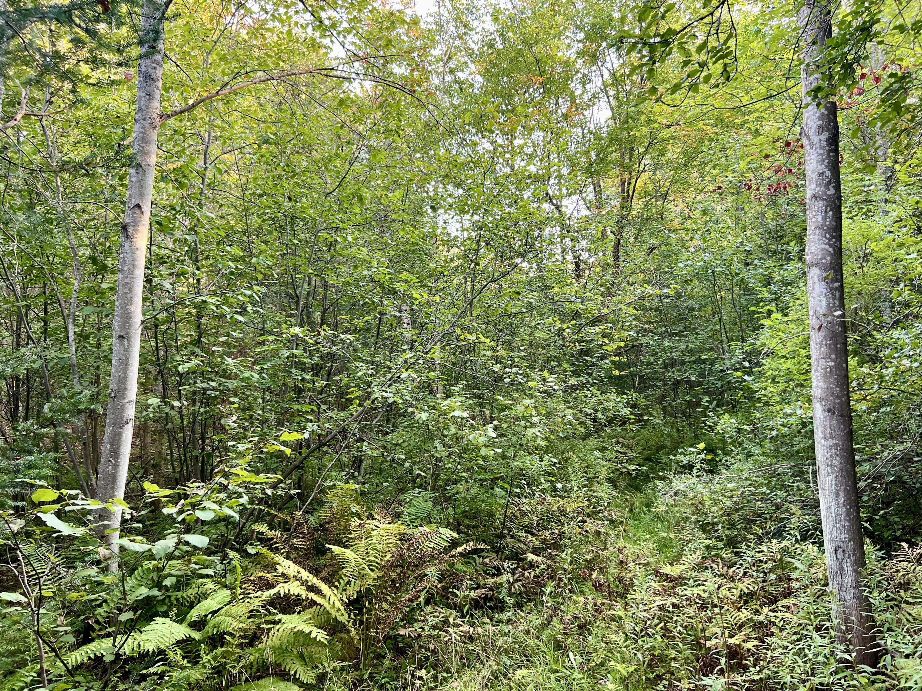 Property Photo:  0 N Riggsville Road 12.7 Acres  MI 49721 