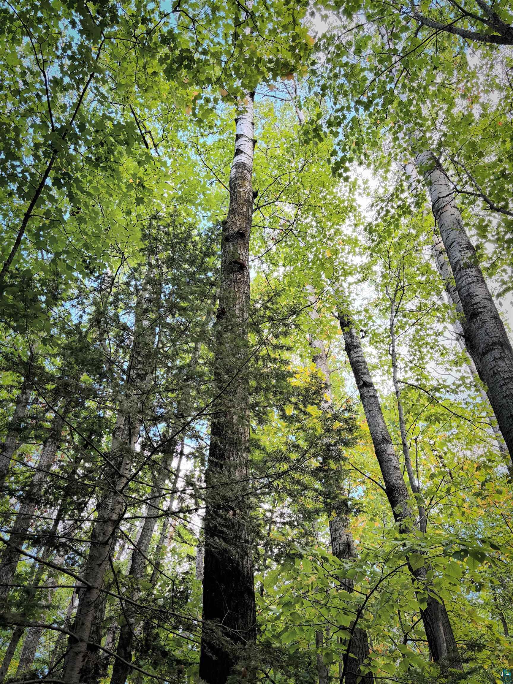 Property Photo: 000 Woodland Rd 11 Acres WI 54806-0000