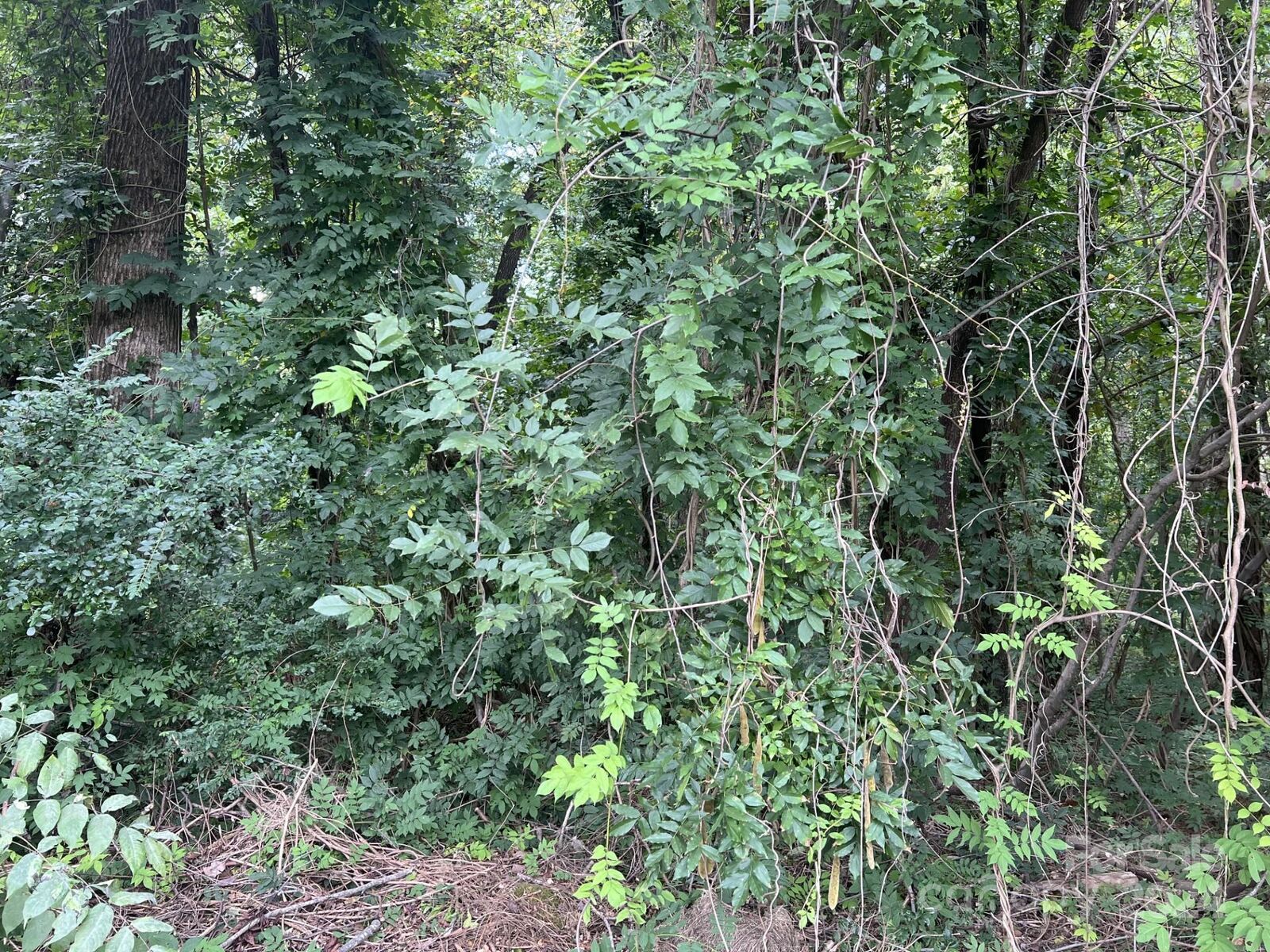 Property Photo:  00 Maplewood Lane  NC 28127 