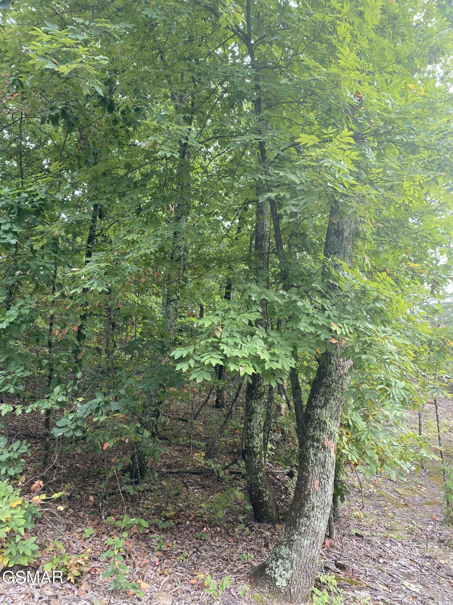 Property Photo:  Lot 63 Twin City Way  TN 37876 