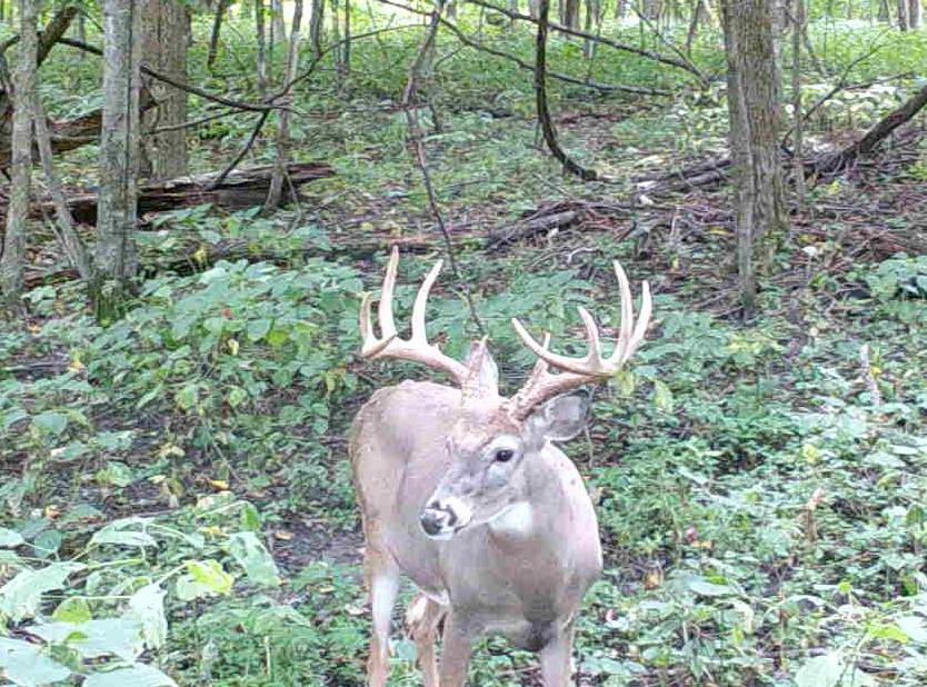 Property Photo:  99 +/- Acres North Irish Ridge Road  WI 53805 