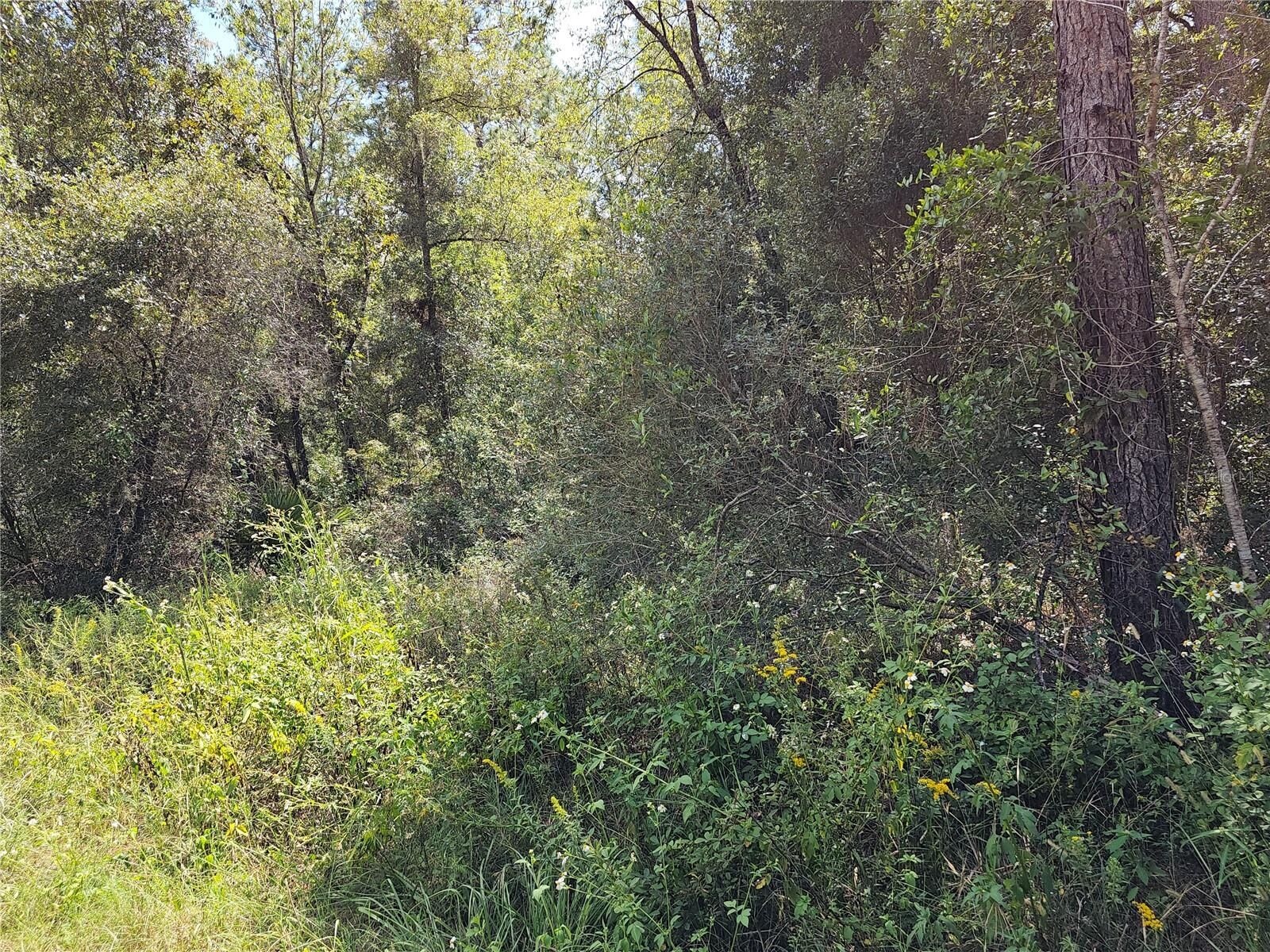 Property Photo:  Lot 14 SW 156th Court  FL 34481 