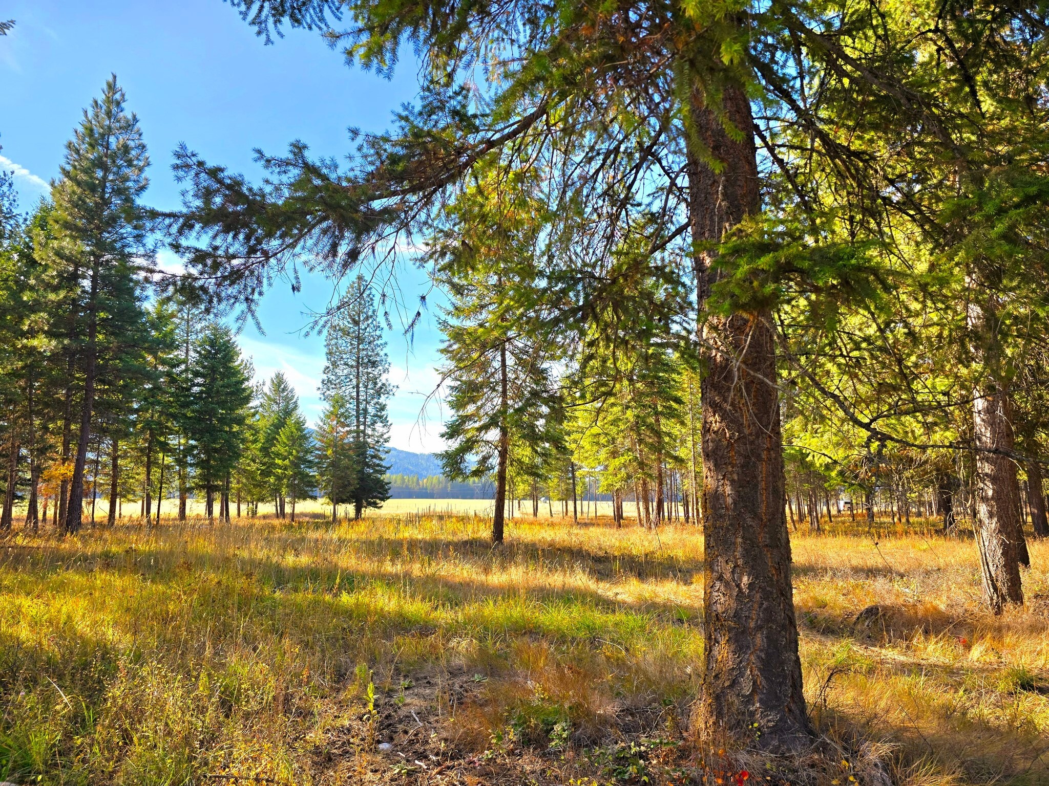 19 Faro Lane  Trout Creek MT 59874 photo