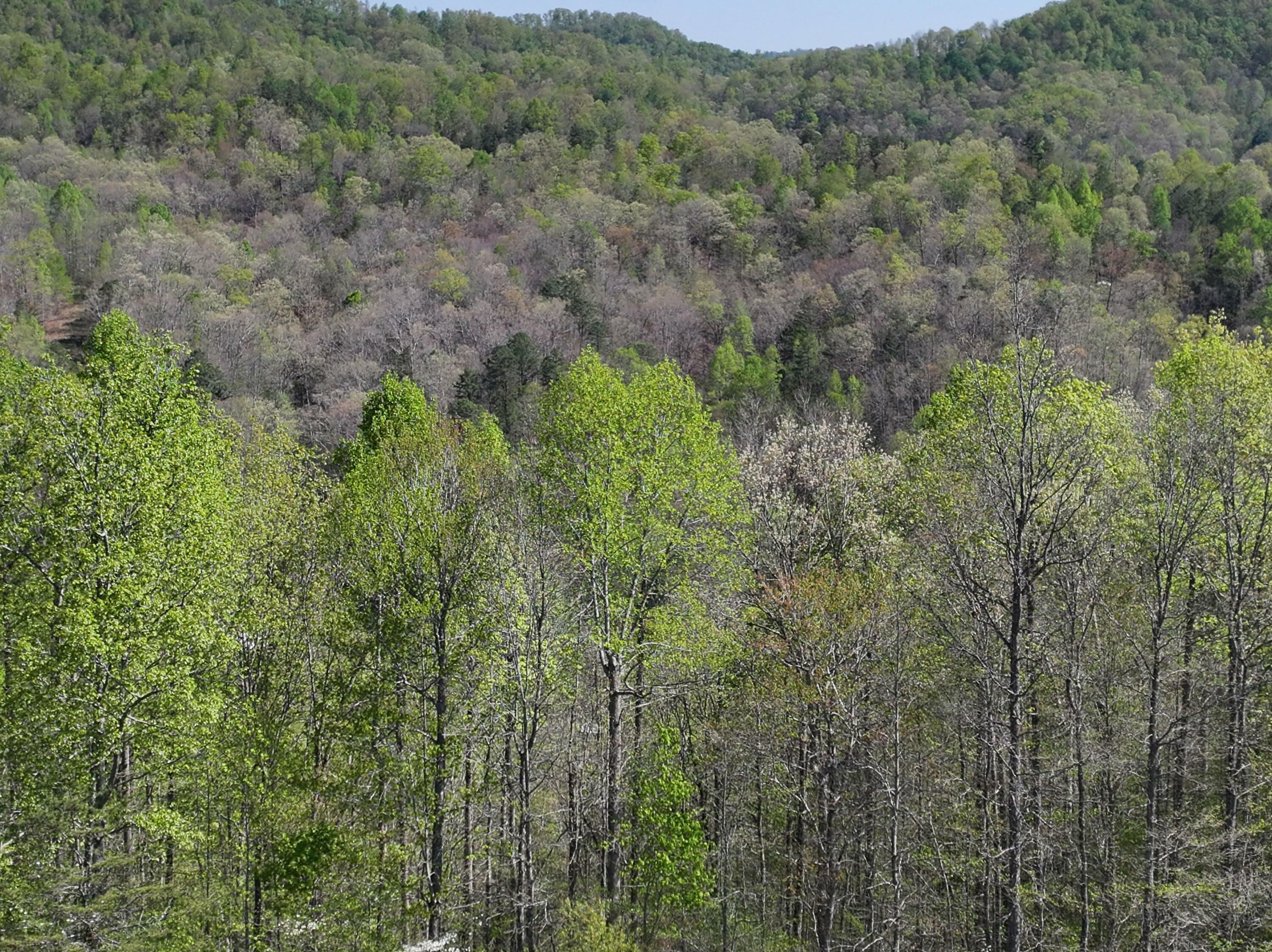 Property Photo:  0 Holly Fork Road  KY 41311 