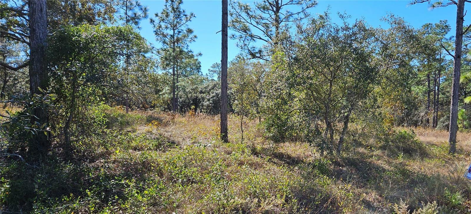 Property Photo:  Lots 34 &Amp 35 SW Mango Lane  FL 34431 