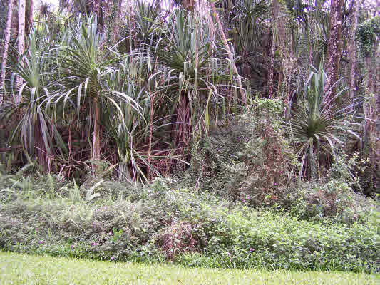 Property Photo:  S Nehu St  HI 96778 