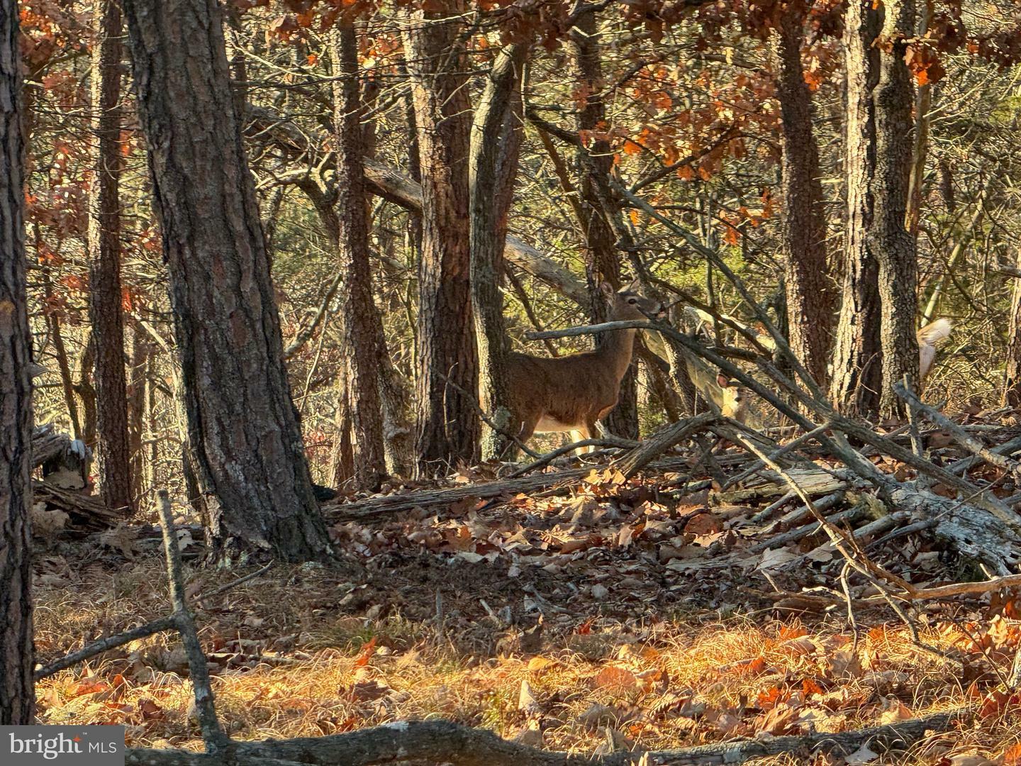 Property Photo:  77.45 Ac Mountain Cove  WV 26847 