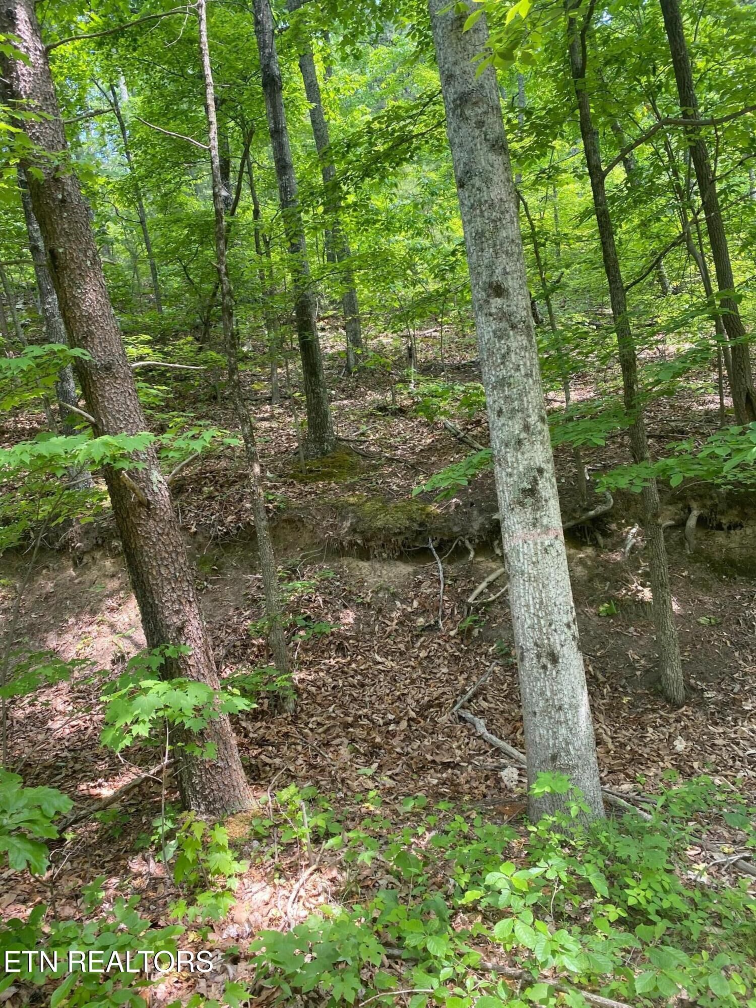 Property Photo: Lot 31 High St TN 37876