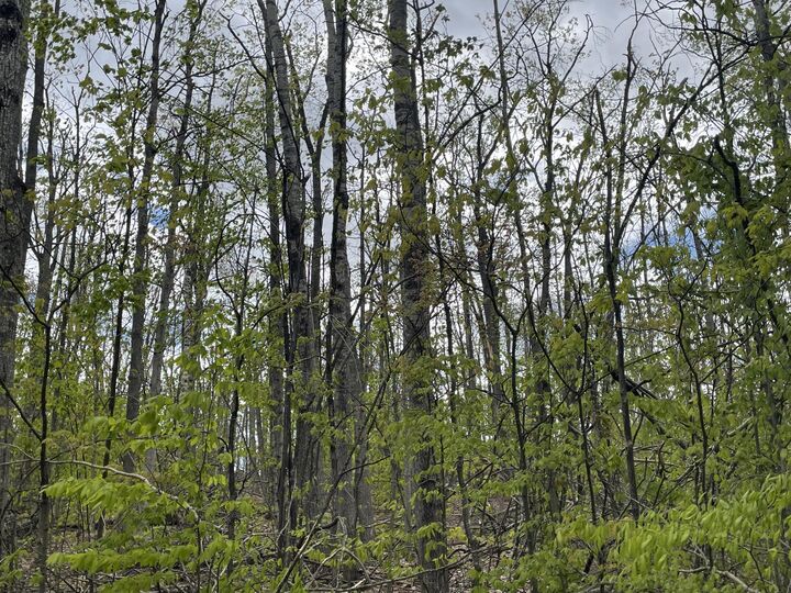 Property Photo: 990-994 Arawak Pass MI 49735